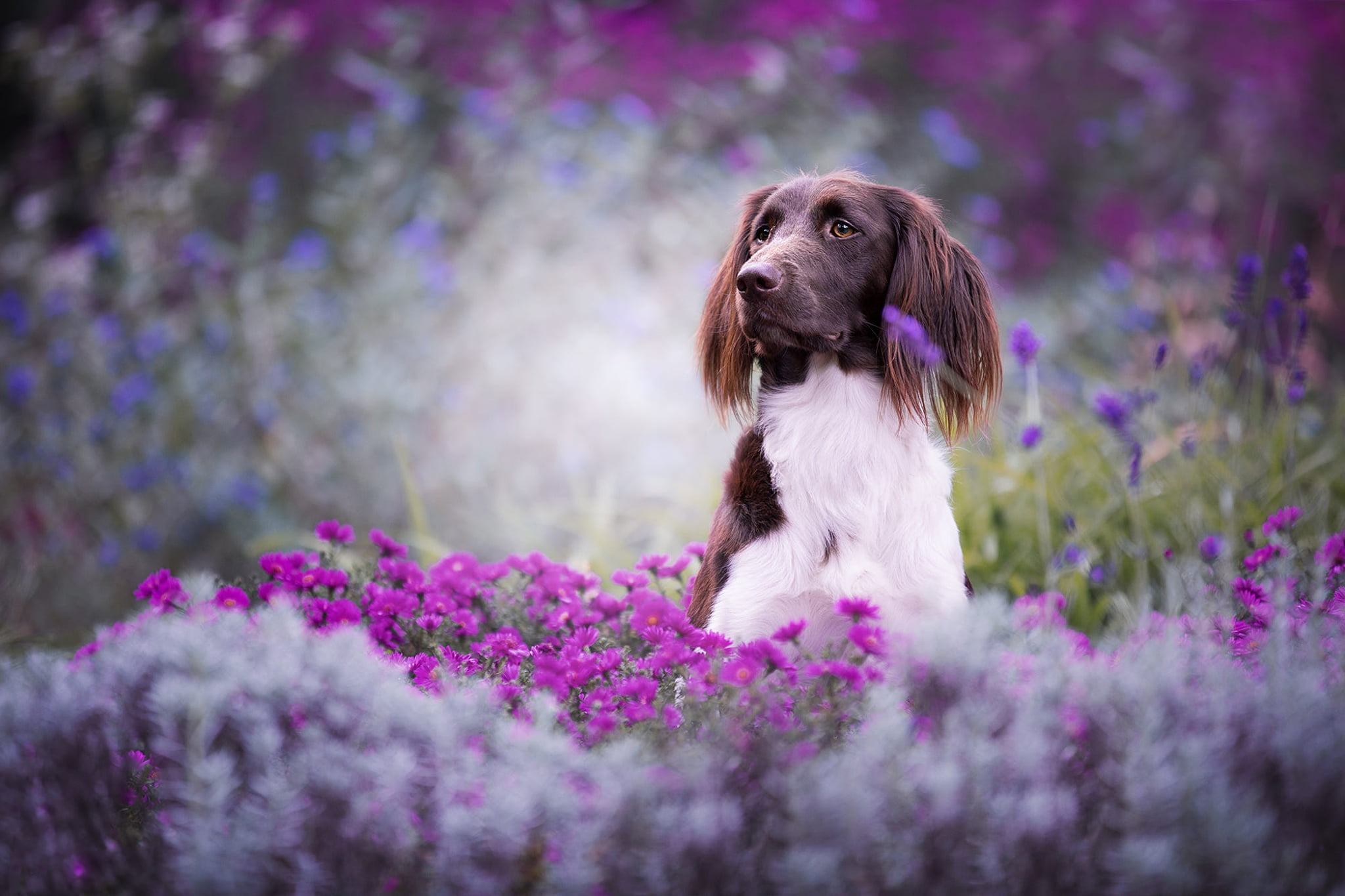 flowering, portrait, garden, dog, bokeh, glade, lilac, 1080P, mood, face, beauty, flowers, summer, pose, blurred, look, munsterlander small, background, HD Wallpaper