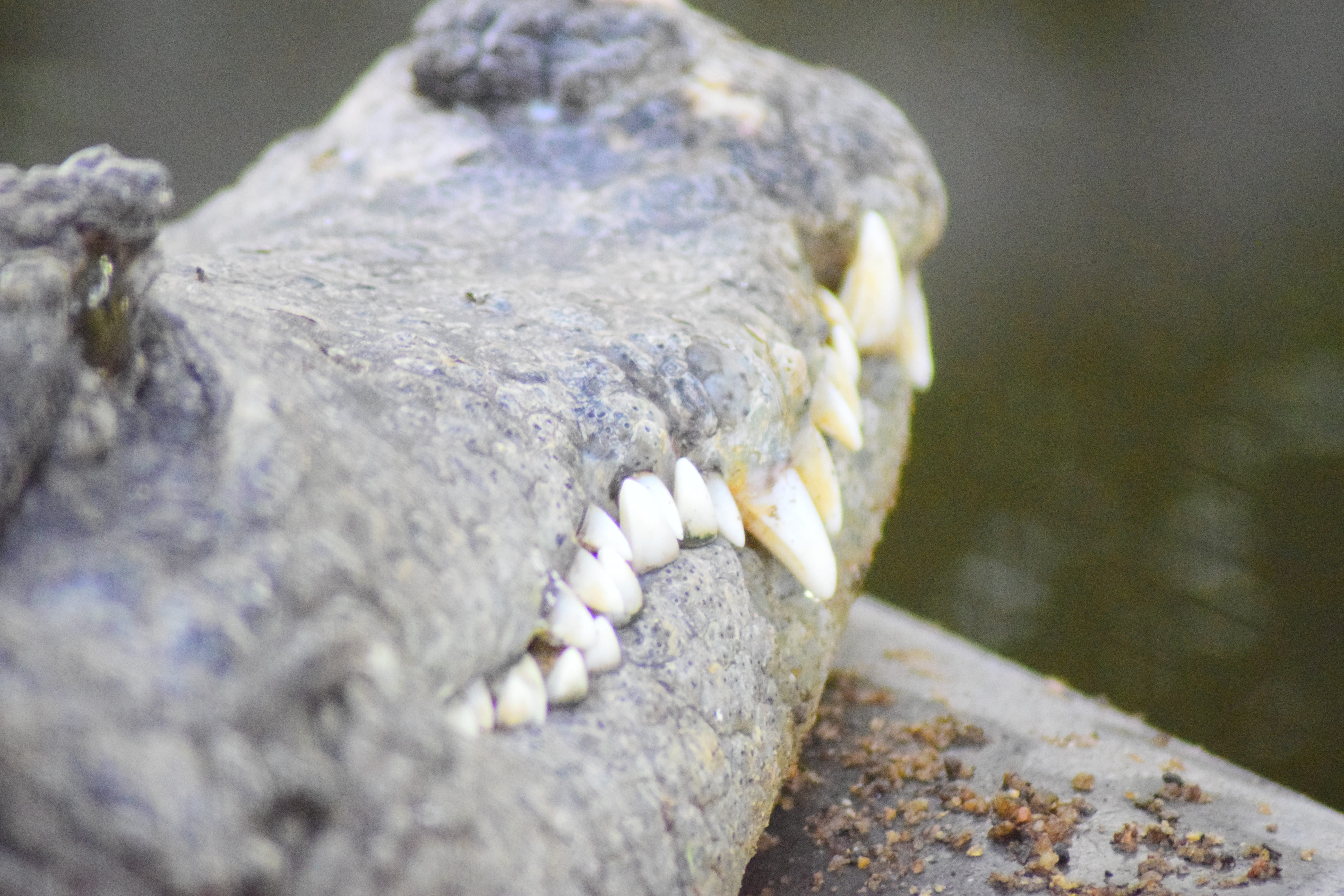 outdoors, focus on foreground, closed, no people, day, bone, one animal, single object, scary, animal, crocodile eye, solid, nature, close, animal themes, HD Wallpaper