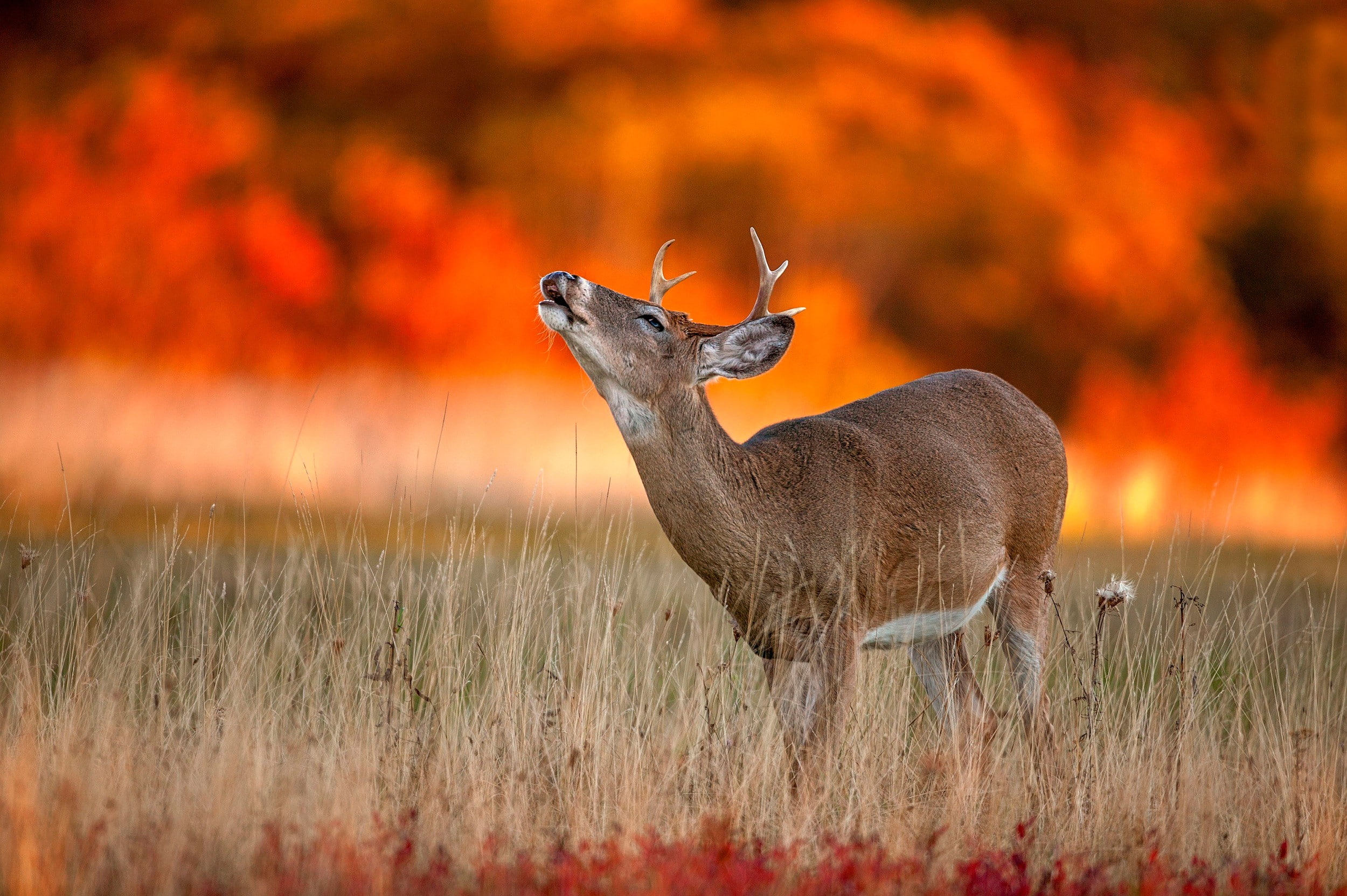 1080P, fall, field, deer, fired, wildlife, Autumn Fire, HD Wallpaper