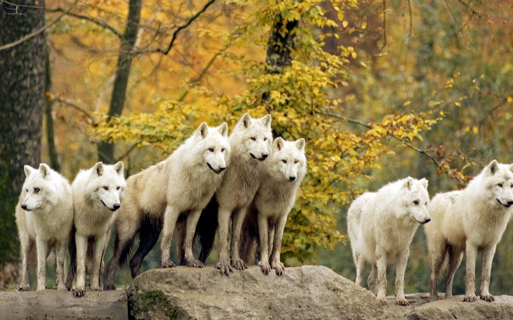 hunting, white, standing, pets, land, no People, group Of Animals, plant, family, purebred Dog, wolves, trees, flock, two Animals, animal Themes, tree, HD Wallpaper