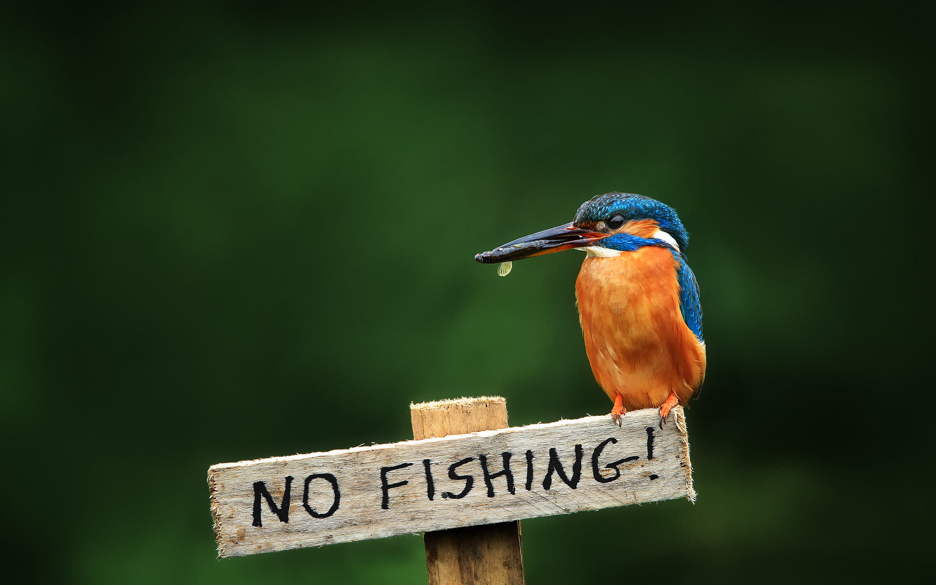common Kingfisher, kingfisher, 1080P, not to fish, alcedo atthis, plate, bird, HD Wallpaper