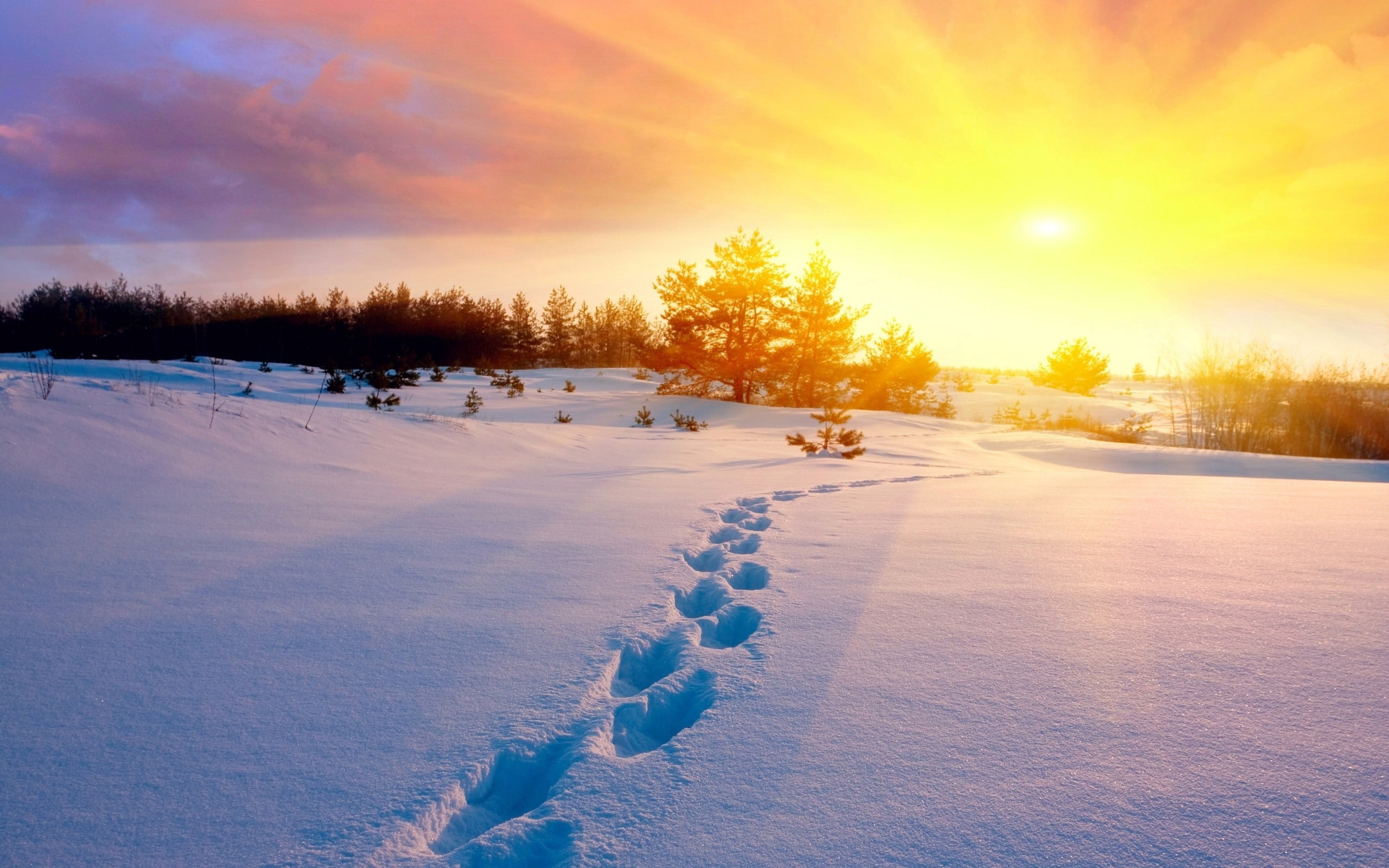 woodland, environment, season, landscape, ice, scenics, plant, tranquility, beauty In Nature, blue, sport, dusk, trail, sunset, nature, tranquil Scene, HD Wallpaper
