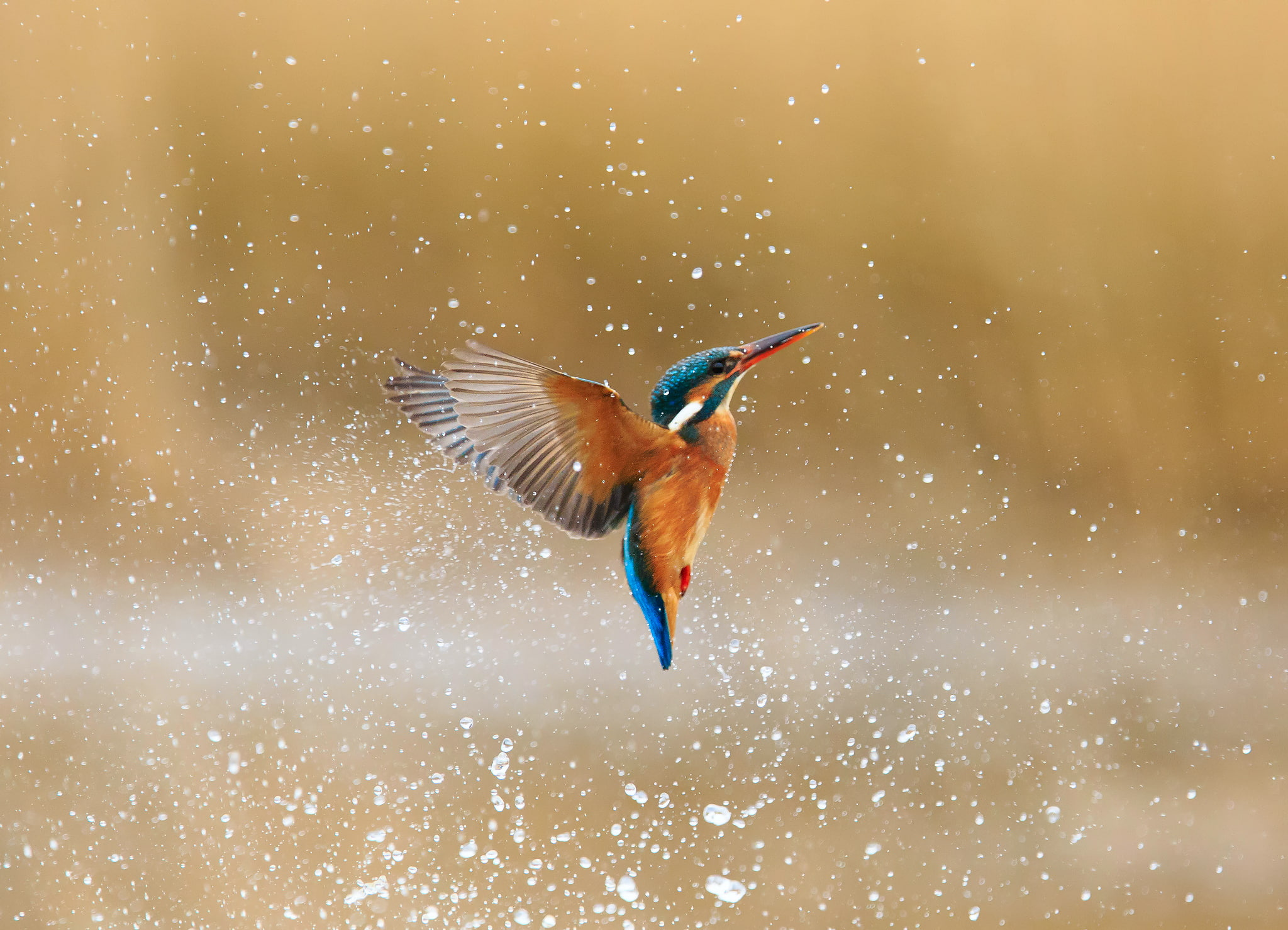 common Kingfisher, alcedo atthis, kingfisher, water, 1080P, drops, bird, squirt, HD Wallpaper