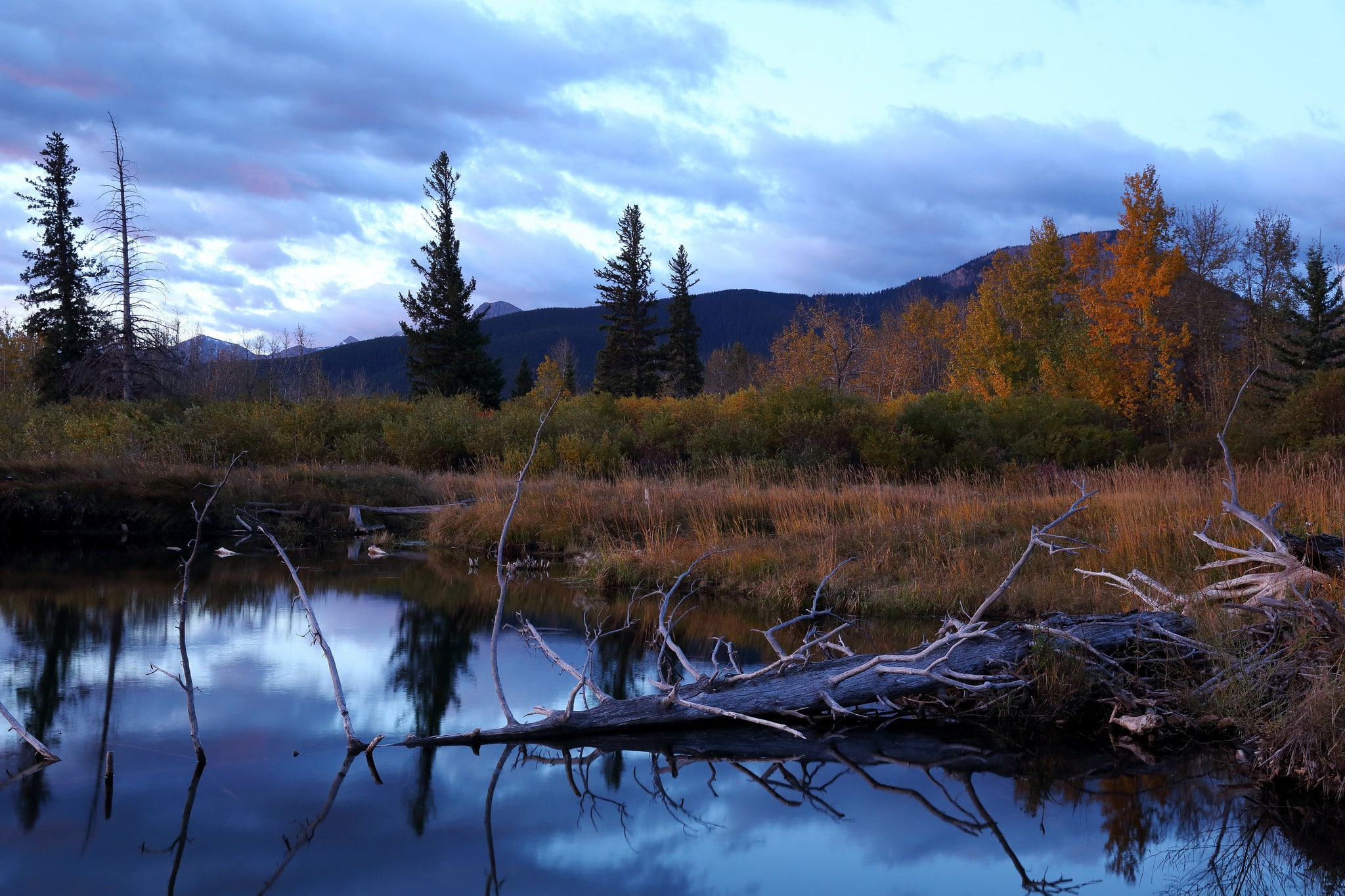 Autumn, driftwood, Lake, 1080P, forest, Mountain, HD Wallpaper