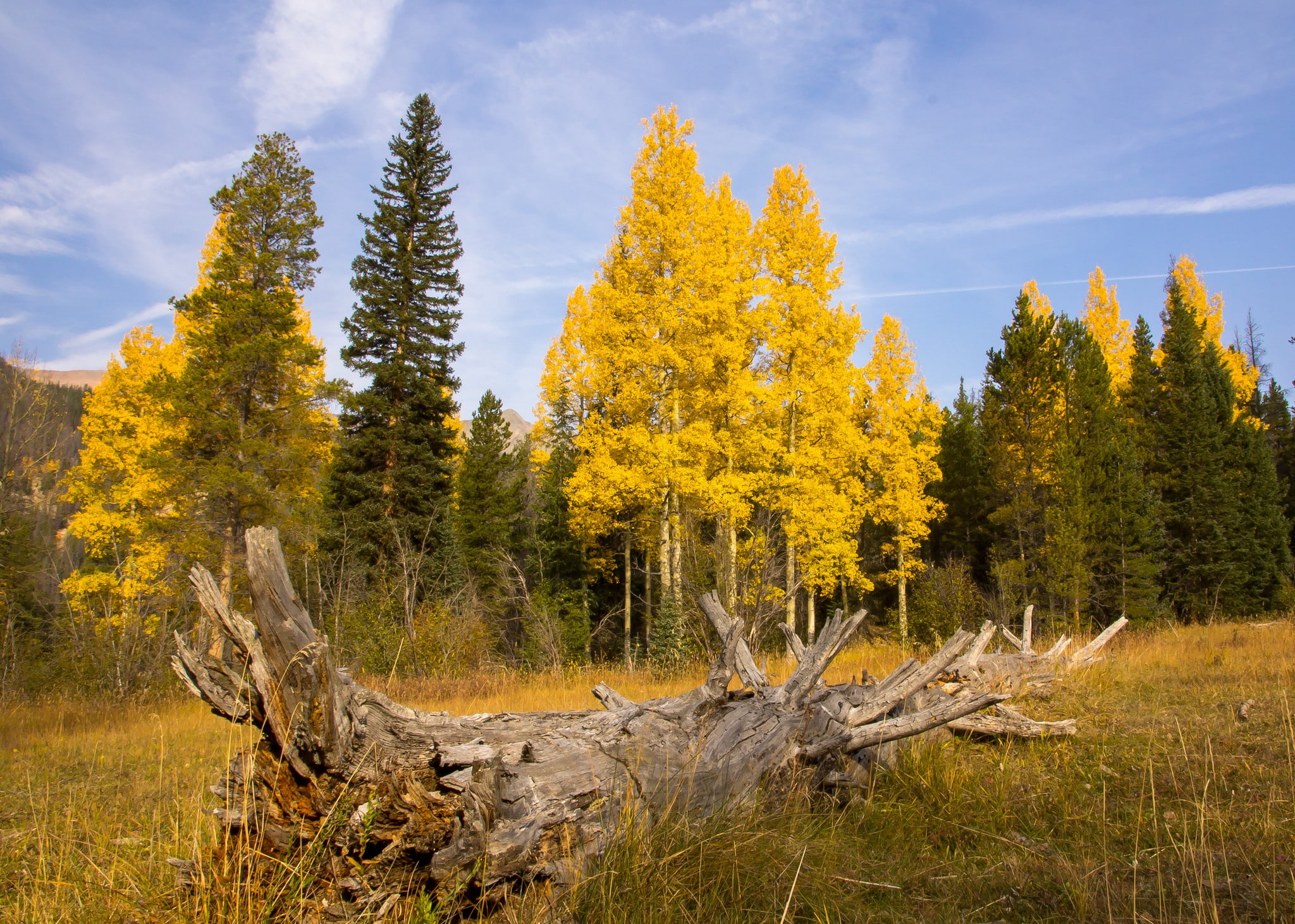 field, sky, driftwood, tall, 1080P, green, yellow, trees, forest, autumn, HD Wallpaper