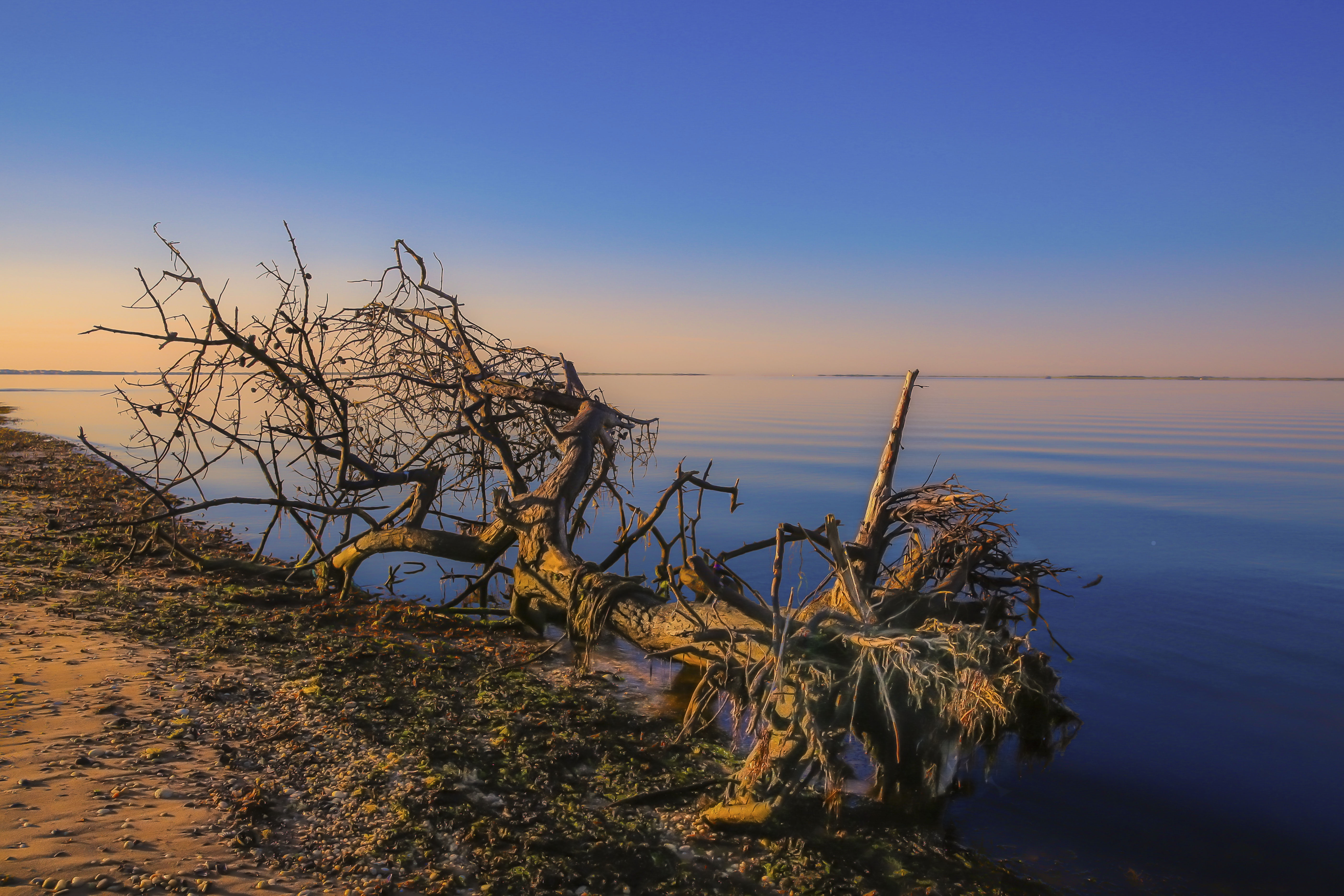 nature, beauty in nature, driftwood, land, water, non-urban scene, sea, ocean, outdoors, tranquility, clouds, no people, sky, tree, blue, 5K, beside, sunset, HD Wallpaper