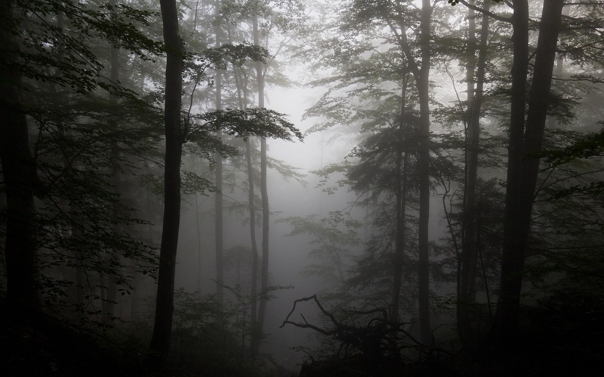 silhouettes, driftwood, fog, photos, forest, trees, 1080P, HD Wallpaper