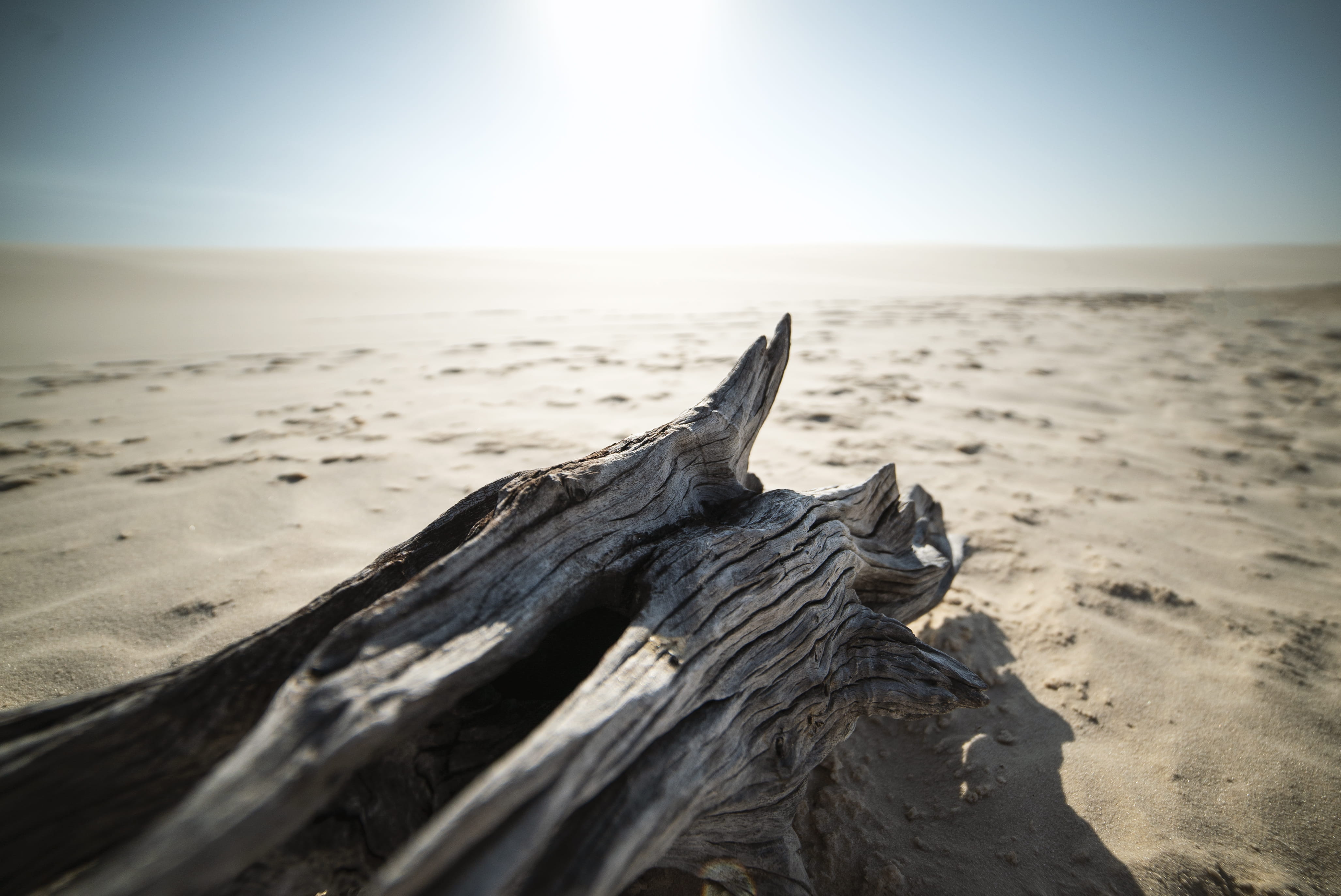animal, clear sky, dunes, sunlight, arid climate, no people, environment, dessert, holiday, horizon over water, outdoors, vacation, nature, climate, scenics - nature, HD Wallpaper
