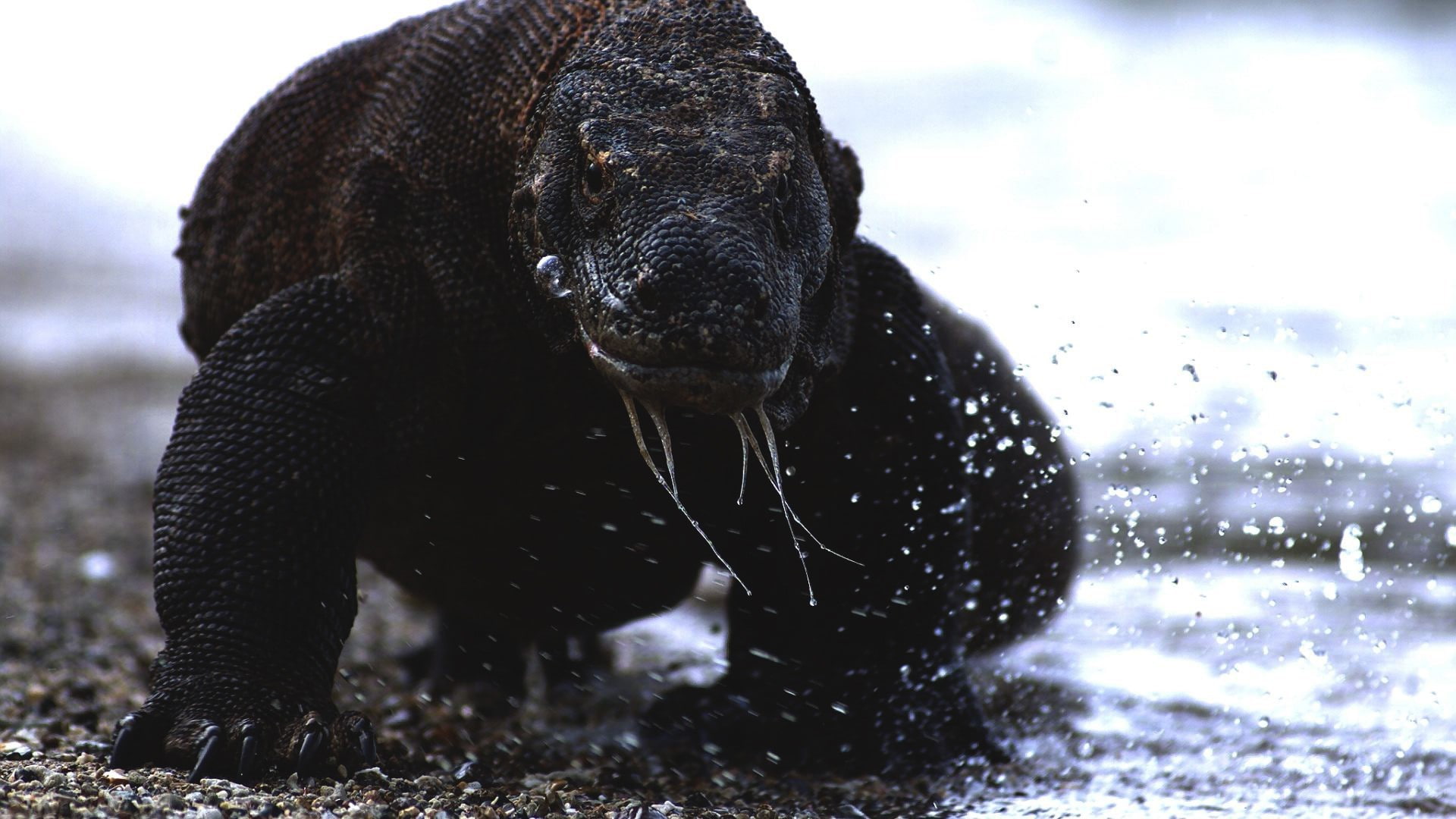 1080P, animals, dragon, water, komodo dragon, reptiles, sea, HD Wallpaper