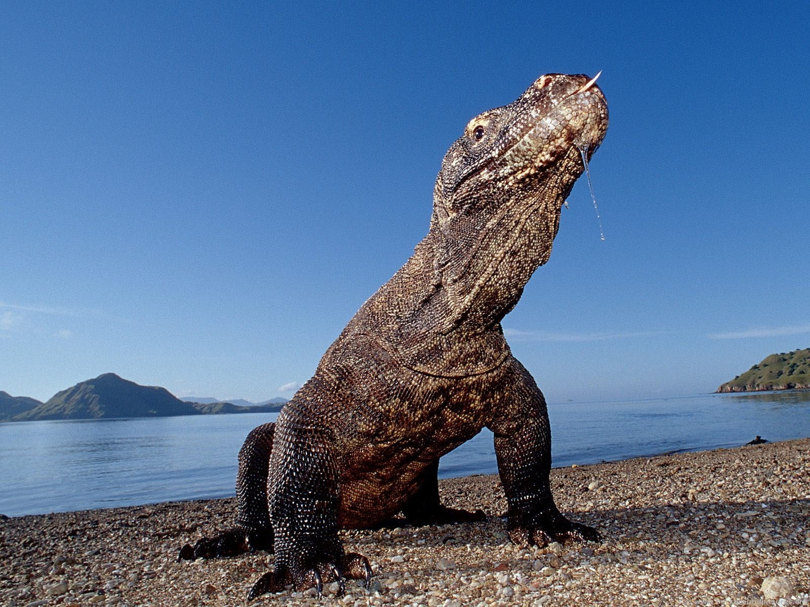 iguana, tranquil scene, sky, lizard, beach, sunlight, komodo dragon, clear sky, animal wildlife, sea, animal, no people, 720P, animals in the wild, one animal, HD Wallpaper