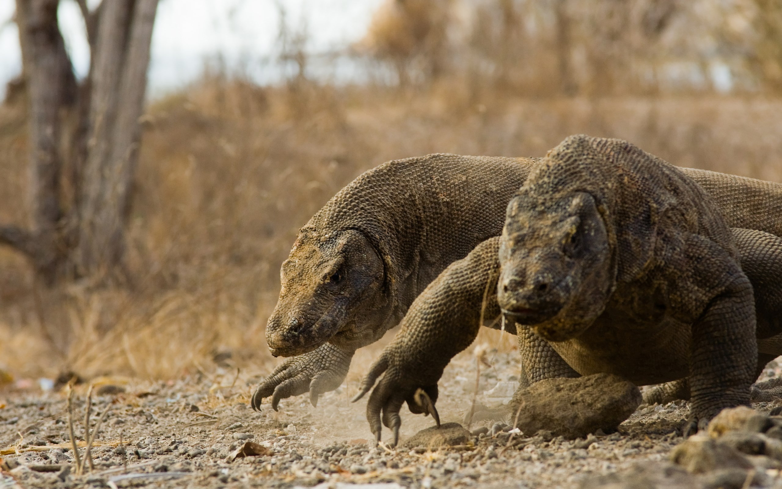 komodo dragon, vertebrate, 2K, african elephant, no people, land, animal themes, side view, outdoors, two animals, animal body part, group of animals, HD Wallpaper