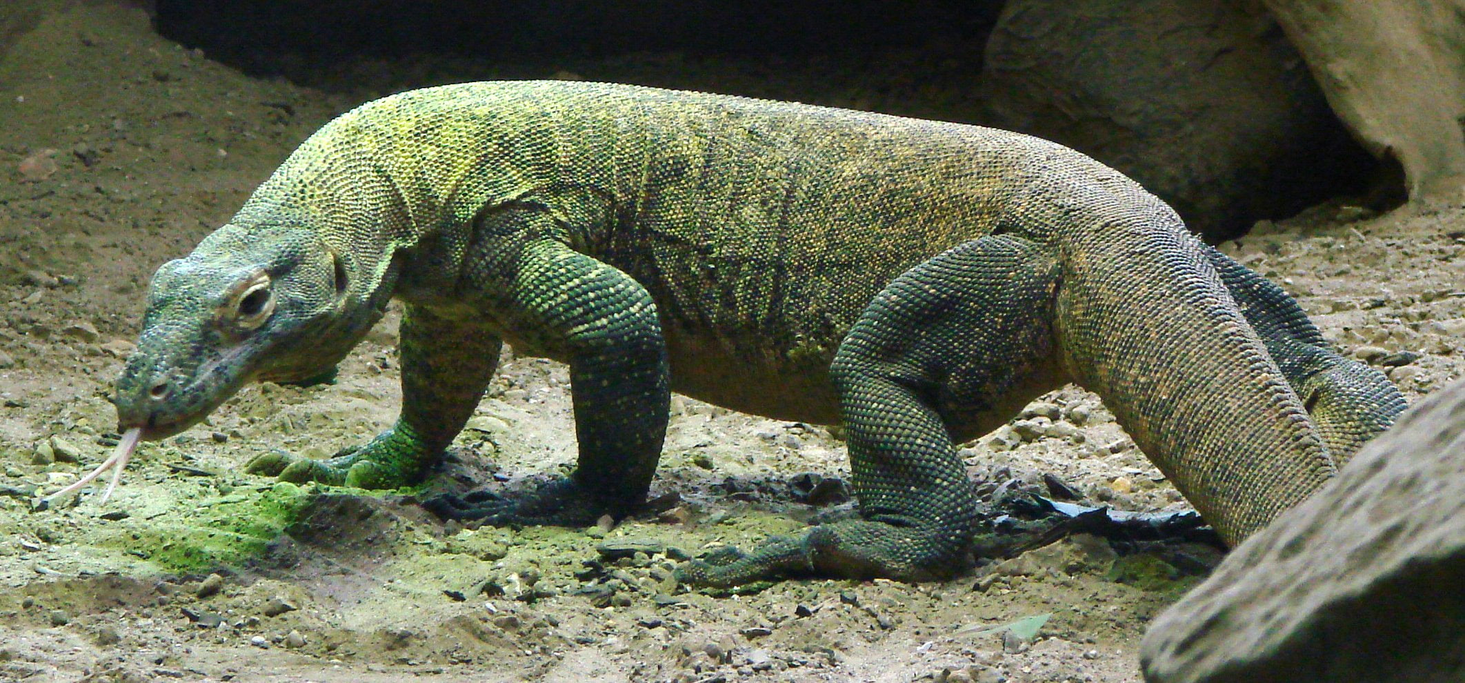 reptil, komodo, 1080P, dragon, HD Wallpaper