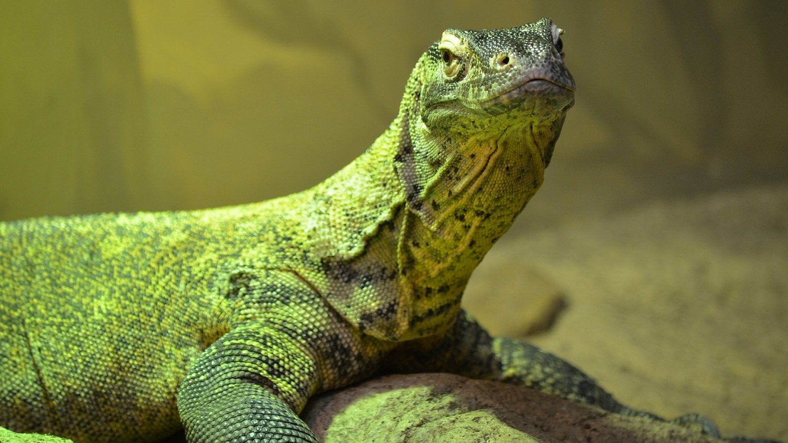 Close-Up, animal body part, looking, Reptiles, animal wildlife, animals in the wild, green color, outdoors, Komodo, no people, vertebrate, focus on foreground, HD Wallpaper