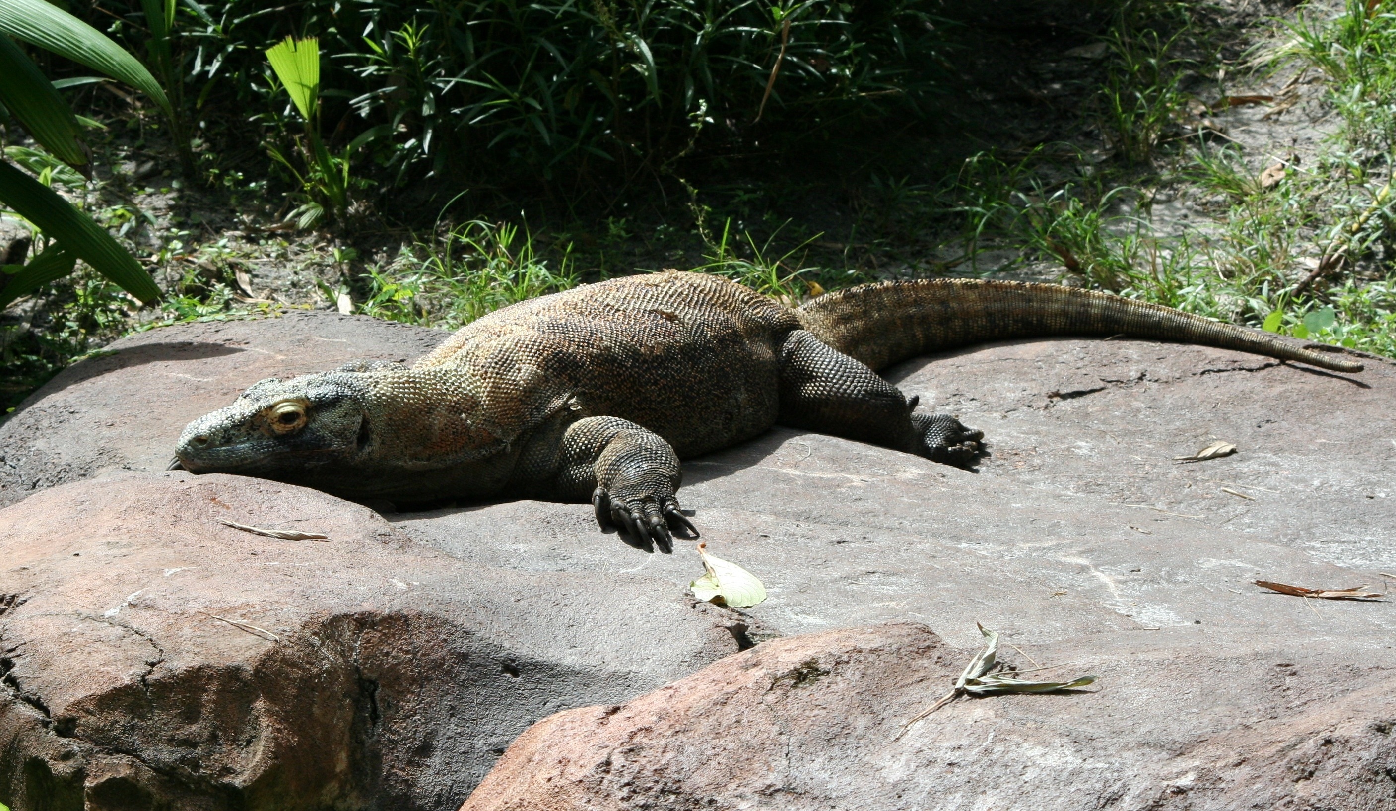 iguana, carnivore, marine, animals in the wild, plant, endangered, wild, outdoors, komodo dragon, nature, gray, 2K, animal, no people, zoo, animal wildlife, HD Wallpaper