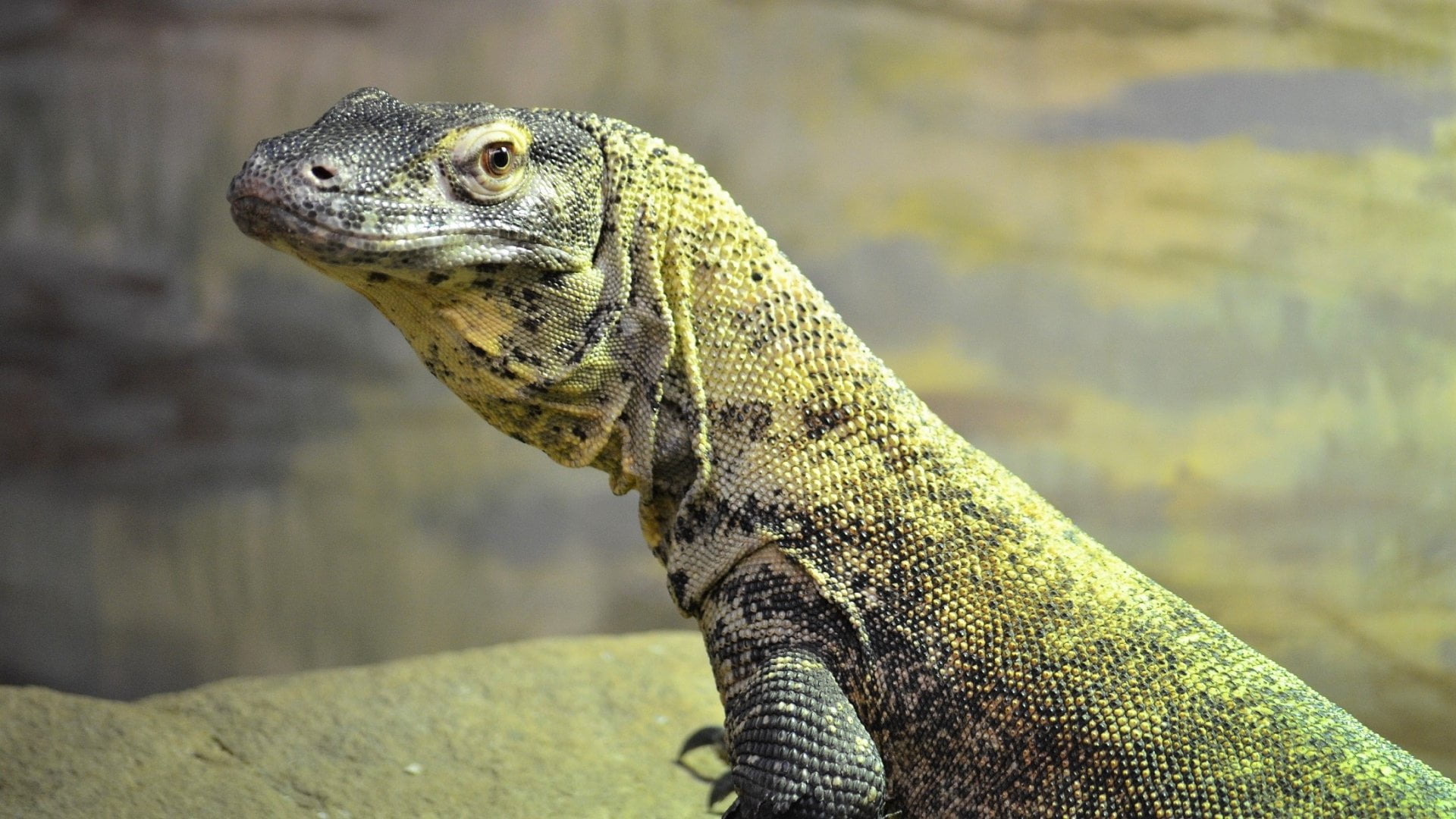 animal head, Animal, day, no people, 1080P, outdoors, side view, Reptile, animal body part, vertebrate, one animal, Komodo Dragon, close-up, animals in the wild, HD Wallpaper