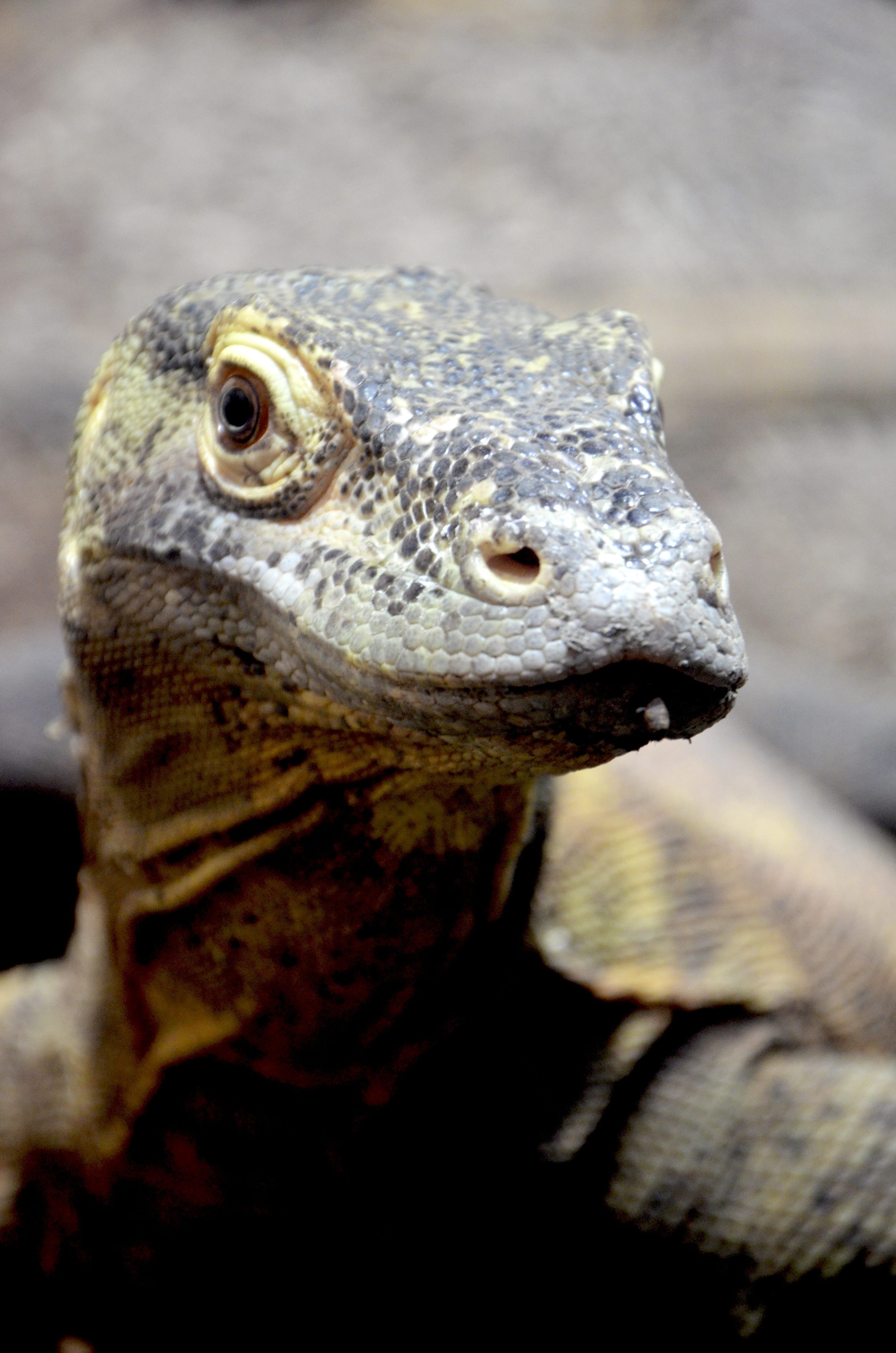 outdoors, 4K, nature, no people, urtier, portrait, animal, urzeitlich, selective focus, Komodo Dragon, lizard, monitor, animals in the wild, animal themes, Phone HD Wallpaper