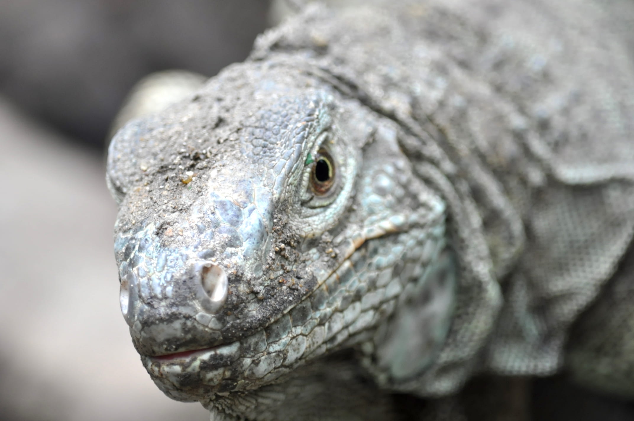 reptile, macro, scales, skin, bird, lizard, animal, animals in the wild, Komodo Dragon, 1080P, day, scale, portrait, exotic, animal eye, dragon, close-up, HD Wallpaper