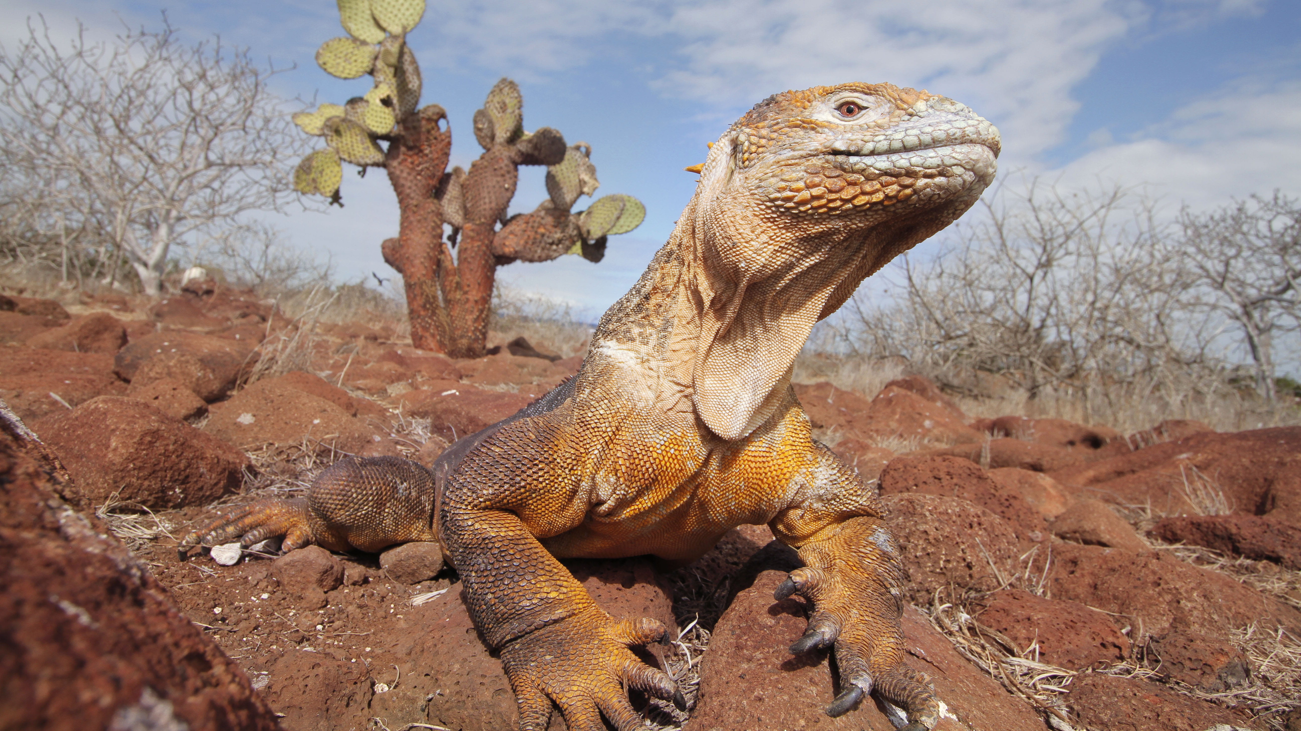 desert, cactus, dirt, arid climate, komodo, plant, outdoors, near, solid, lizard, nature, brown, comodo, tree, dragon, rock - object, rock, no people, day, HD Wallpaper