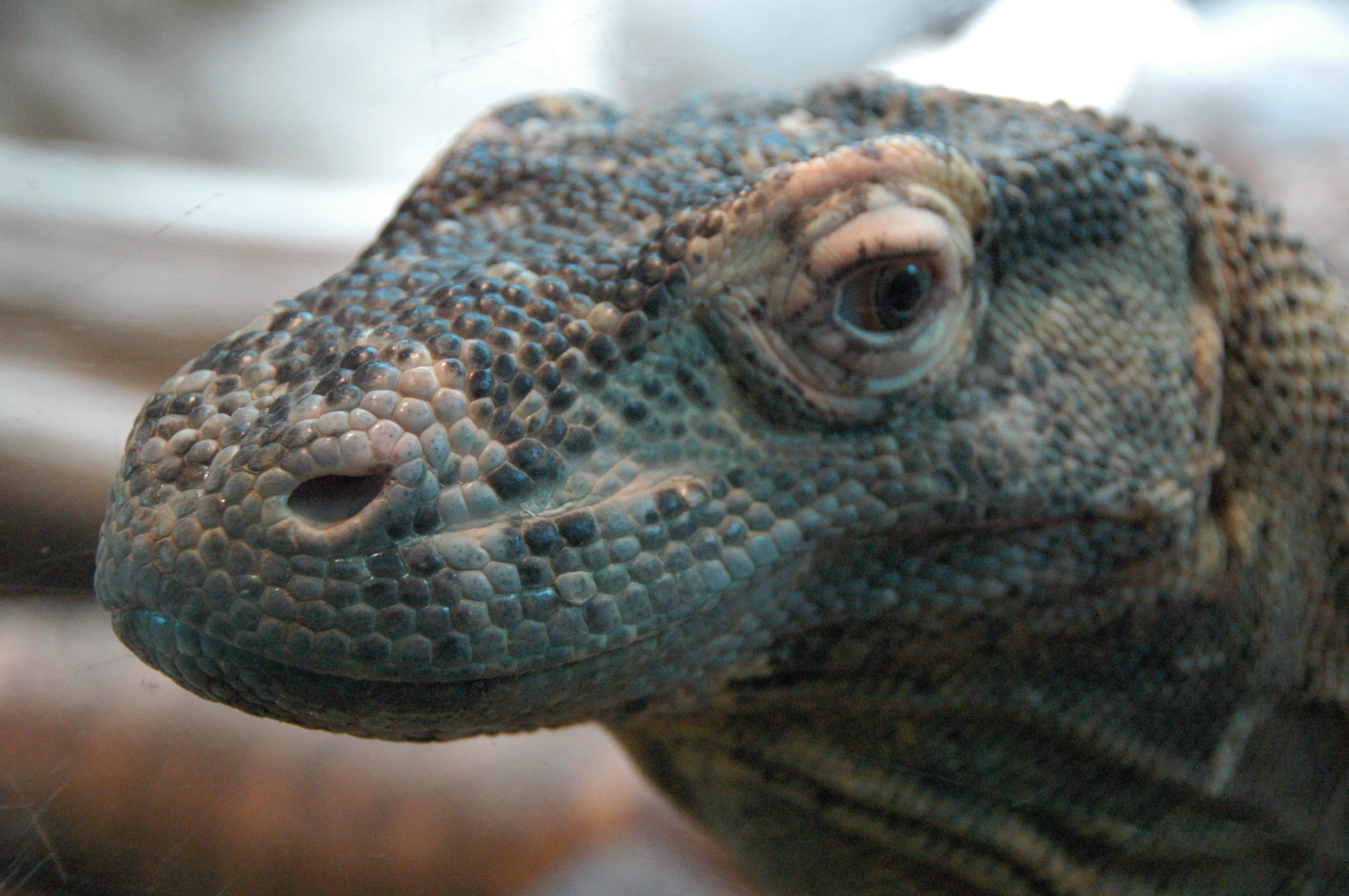 wild, day, Nature, looking, dragon, animal body part, portrait, animal themes, outdoors, focus on foreground, iguana, lizard, Dragon, vertebrate, animal wildlife, HD Wallpaper