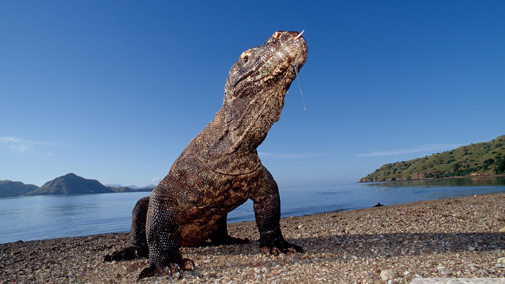 1080P, komodo dragon, HD Wallpaper