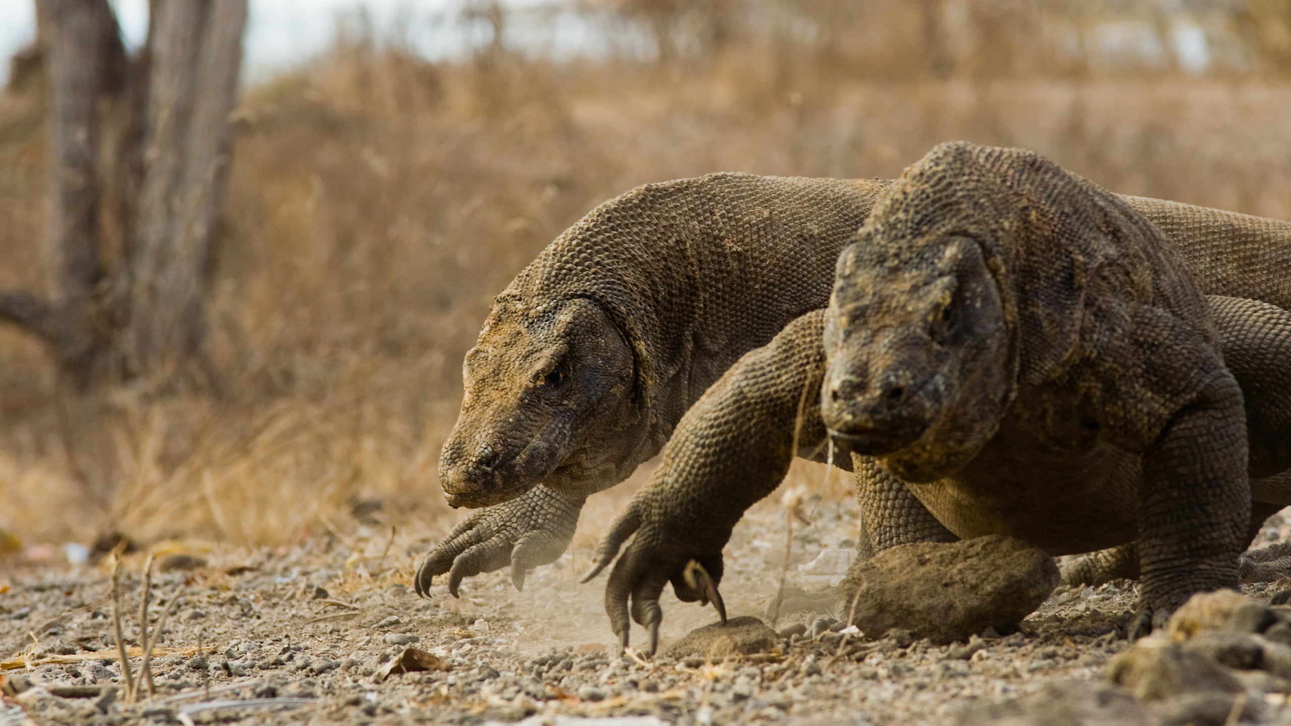 desert, wildlife, 2K, Komodo Dragon, animals, HD Wallpaper