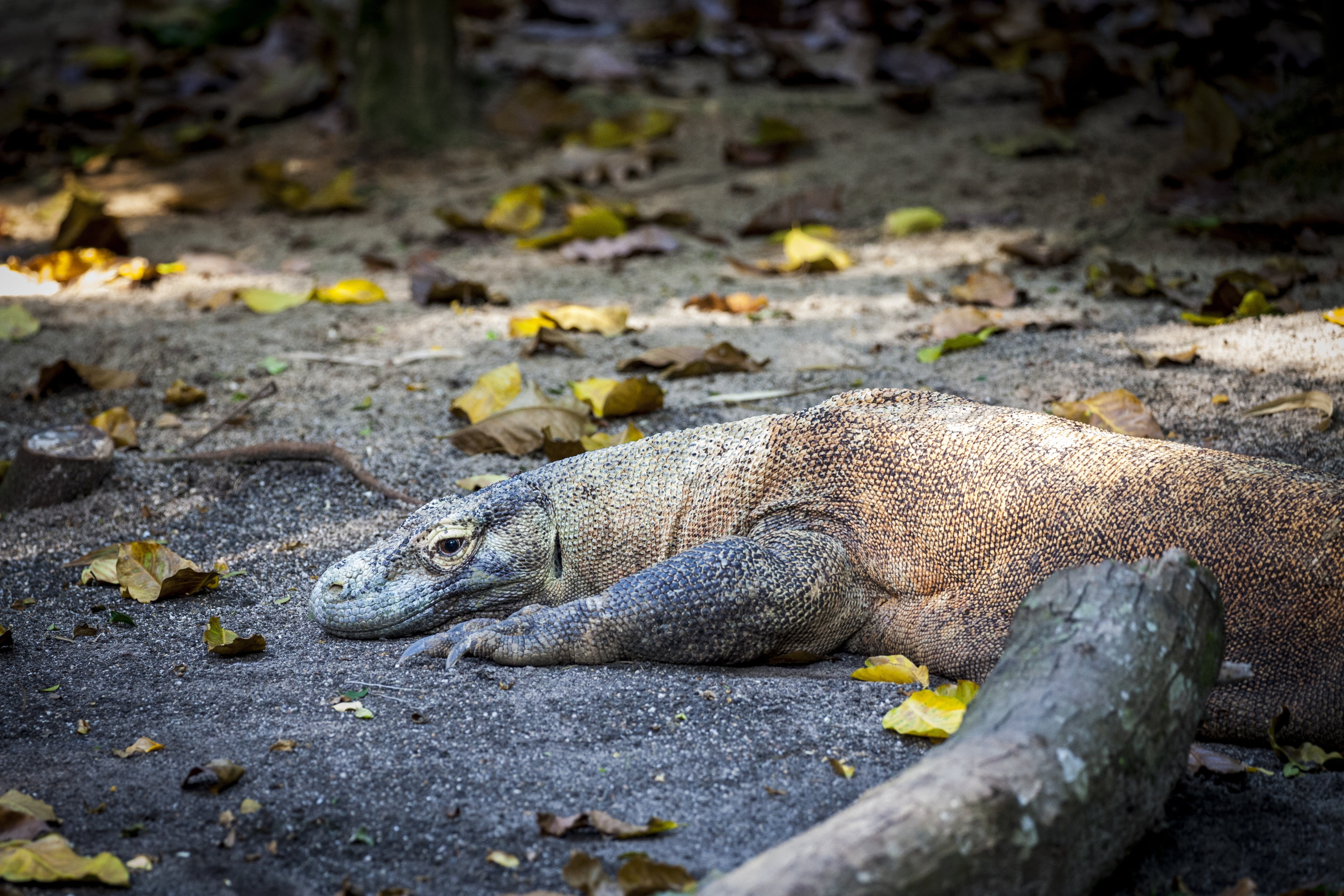 animal wildlife, close-up, monitor, animal scale, giant lizard, relaxation, solid, nature, land, crocodile, urzeitlich, komodo, outdoors, one animal, water, HD Wallpaper