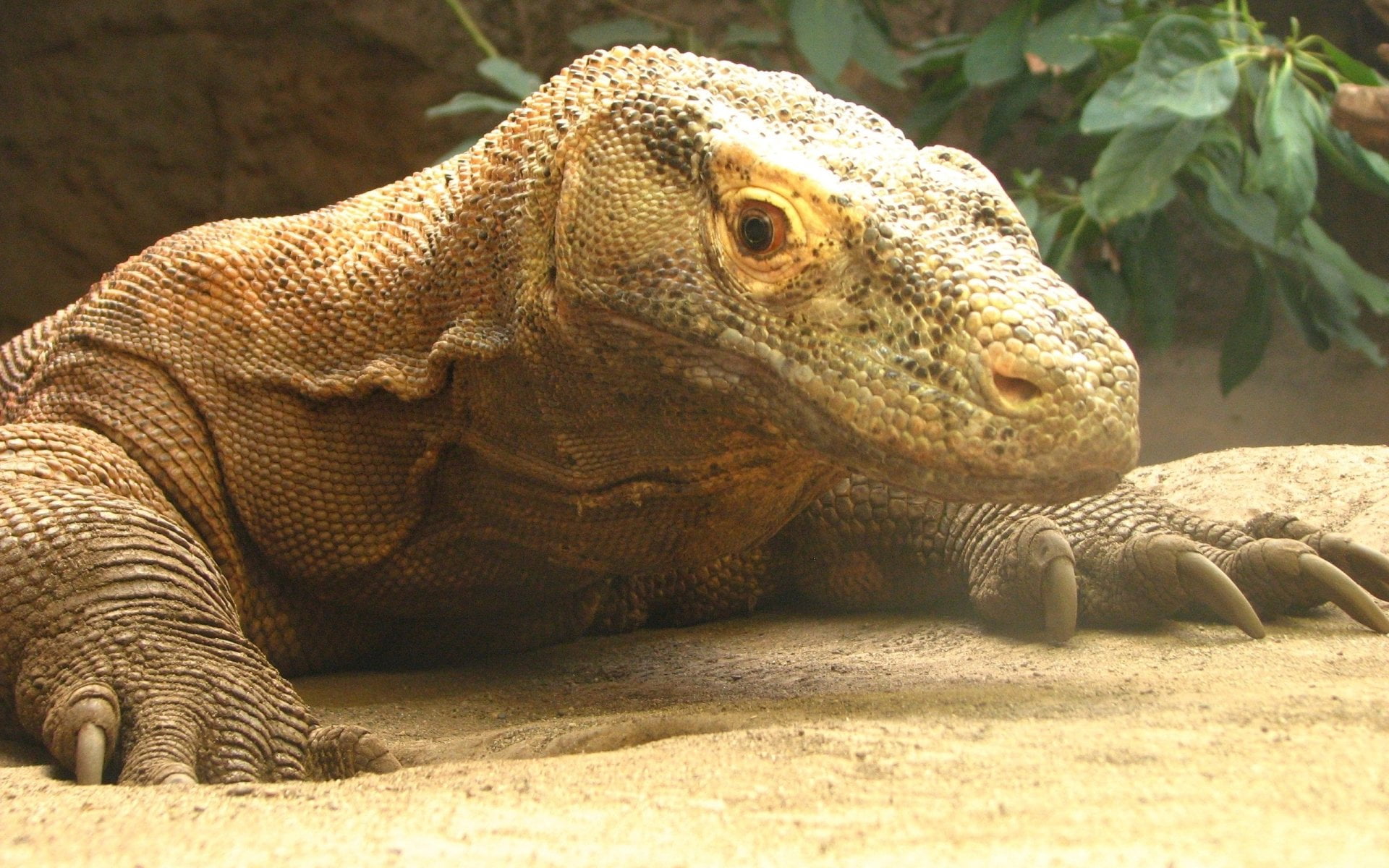 iguana, animal head, animal themes, nature, marine, animal body part, one animal, sunlight, portrait, animals in the wild, day, vertebrate, animal scale, HD Wallpaper