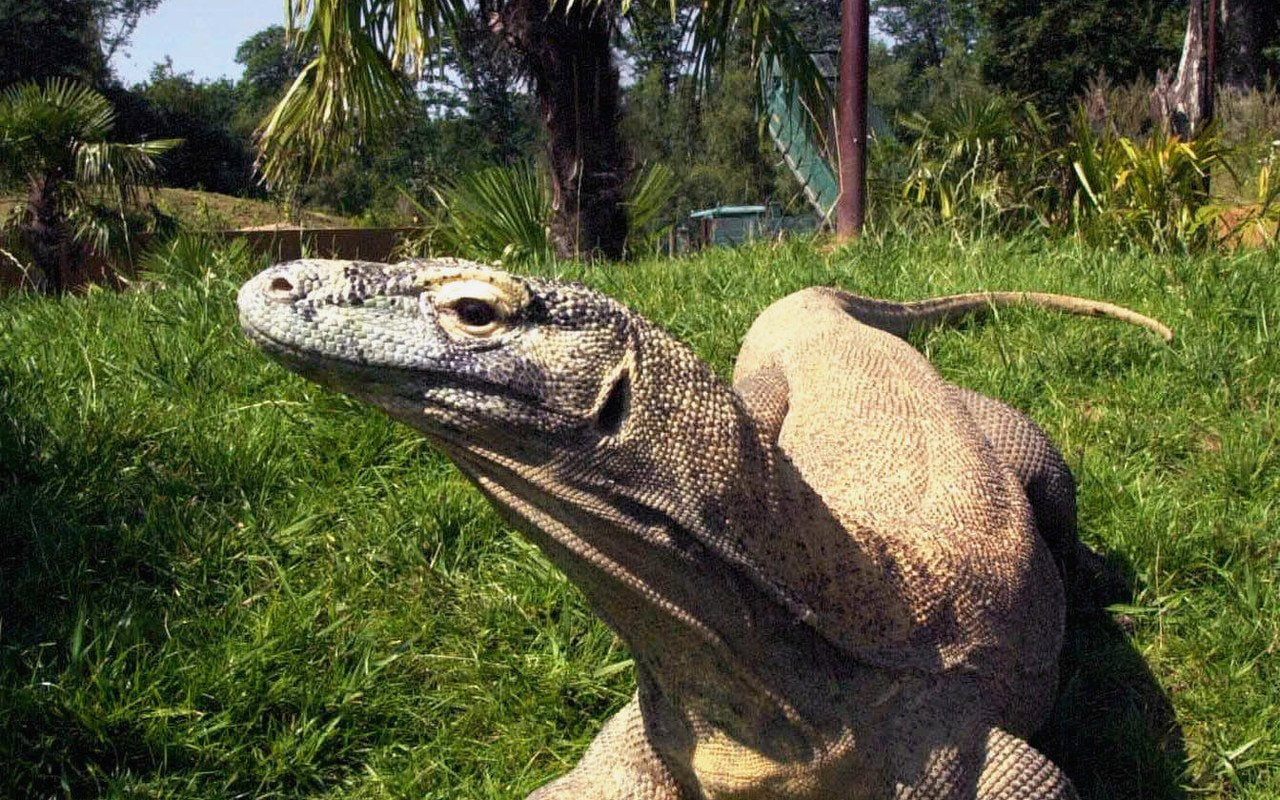 720P, Reptiles, Komodo Dragon, HD Wallpaper