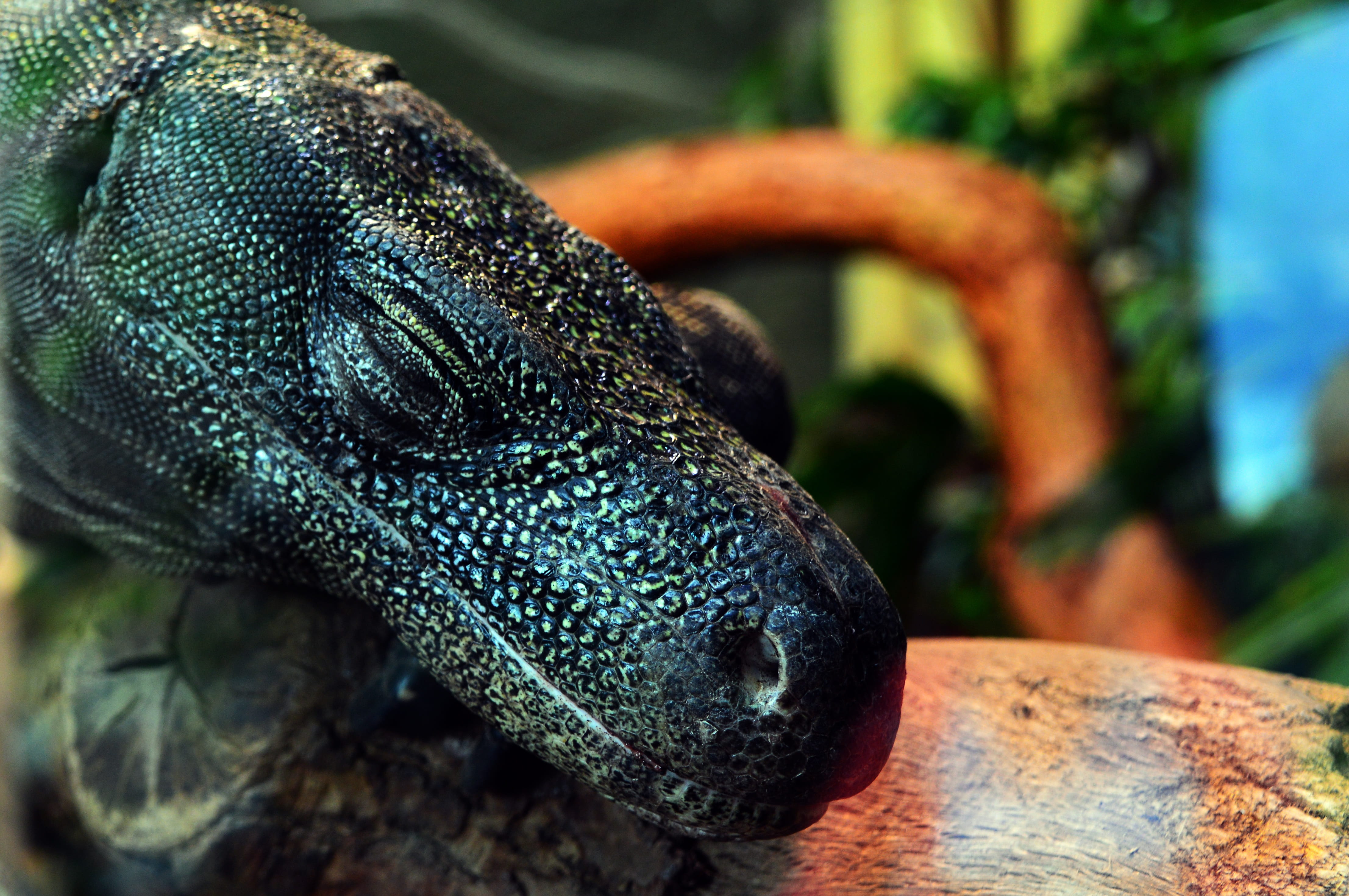 wild, animal themes, 4K, animal head, dragon, komodo, one animal, close-up, tree, mammal, animal wildlife, selective focus, nature, vertebrate, no people, HD Wallpaper