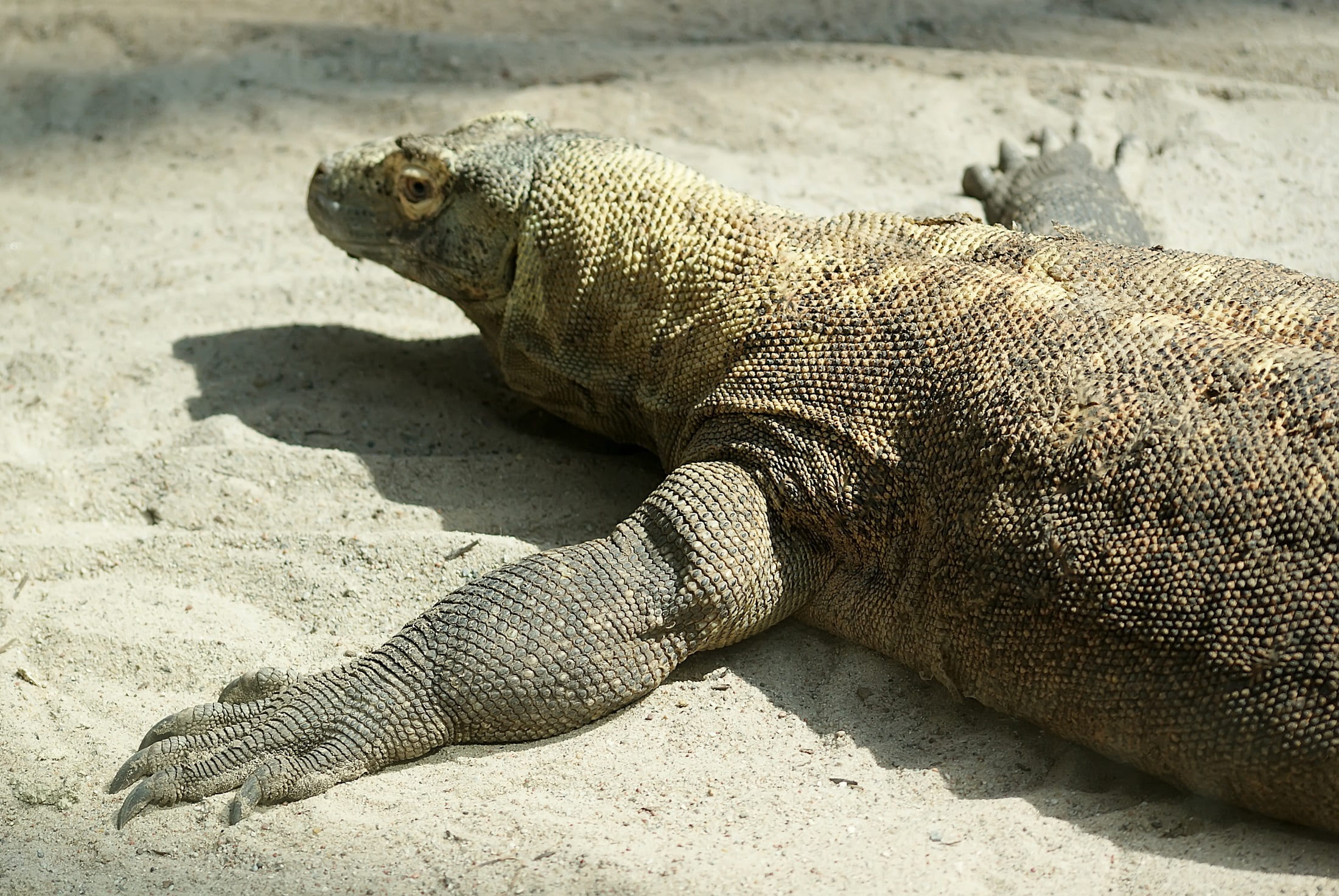 nature, dangerous, land, animal wildlife, animals in the wild, lizard, iguana, no people, close-up, resting, side view, animal, sand, sunlight, predator, HD Wallpaper