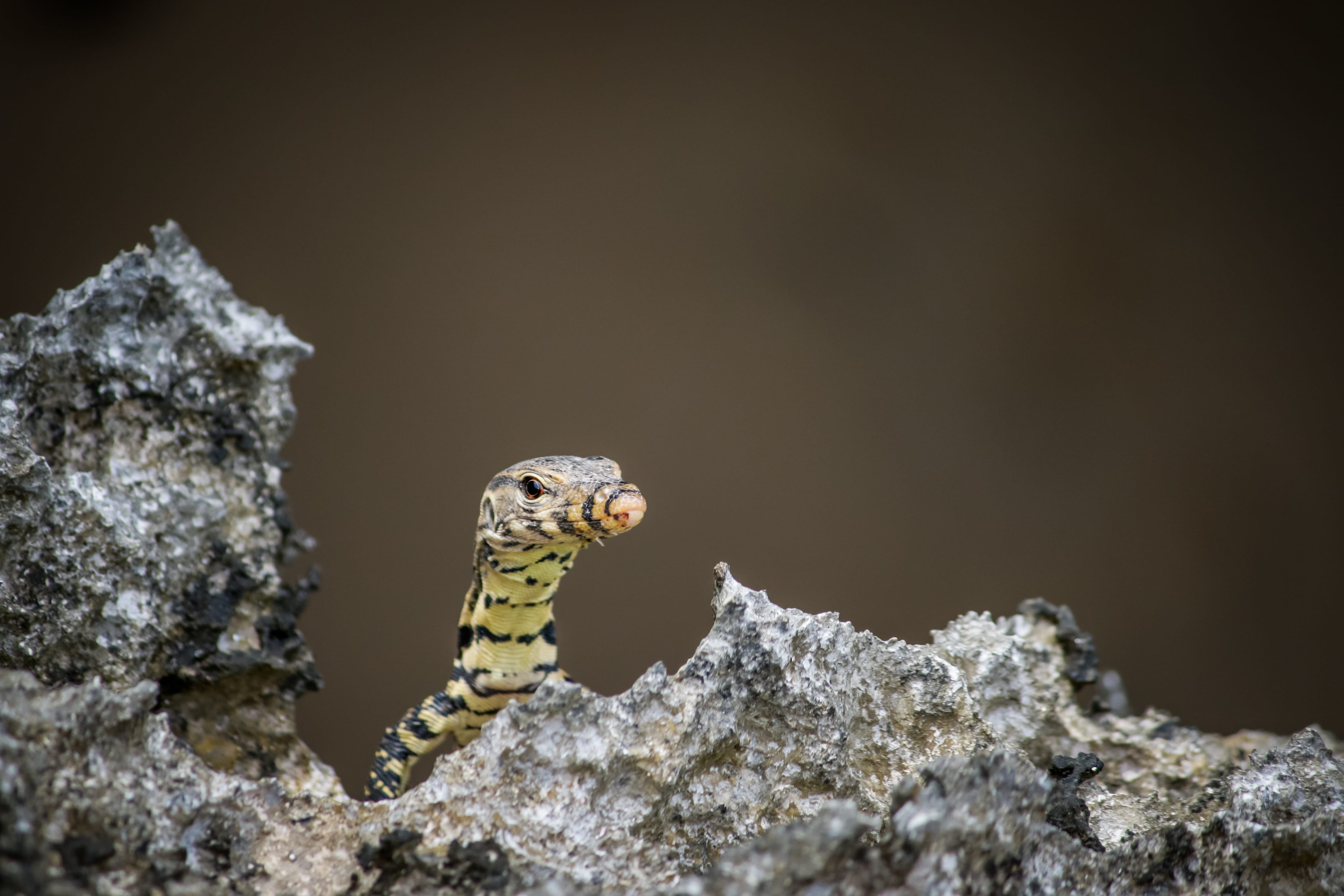 rock - object, animal themes, striped, lizard, 4K, small dragon, day, one animal, komodo dragon, yellow, brown, nature, vertebrate, no people, bali, close-up, HD Wallpaper