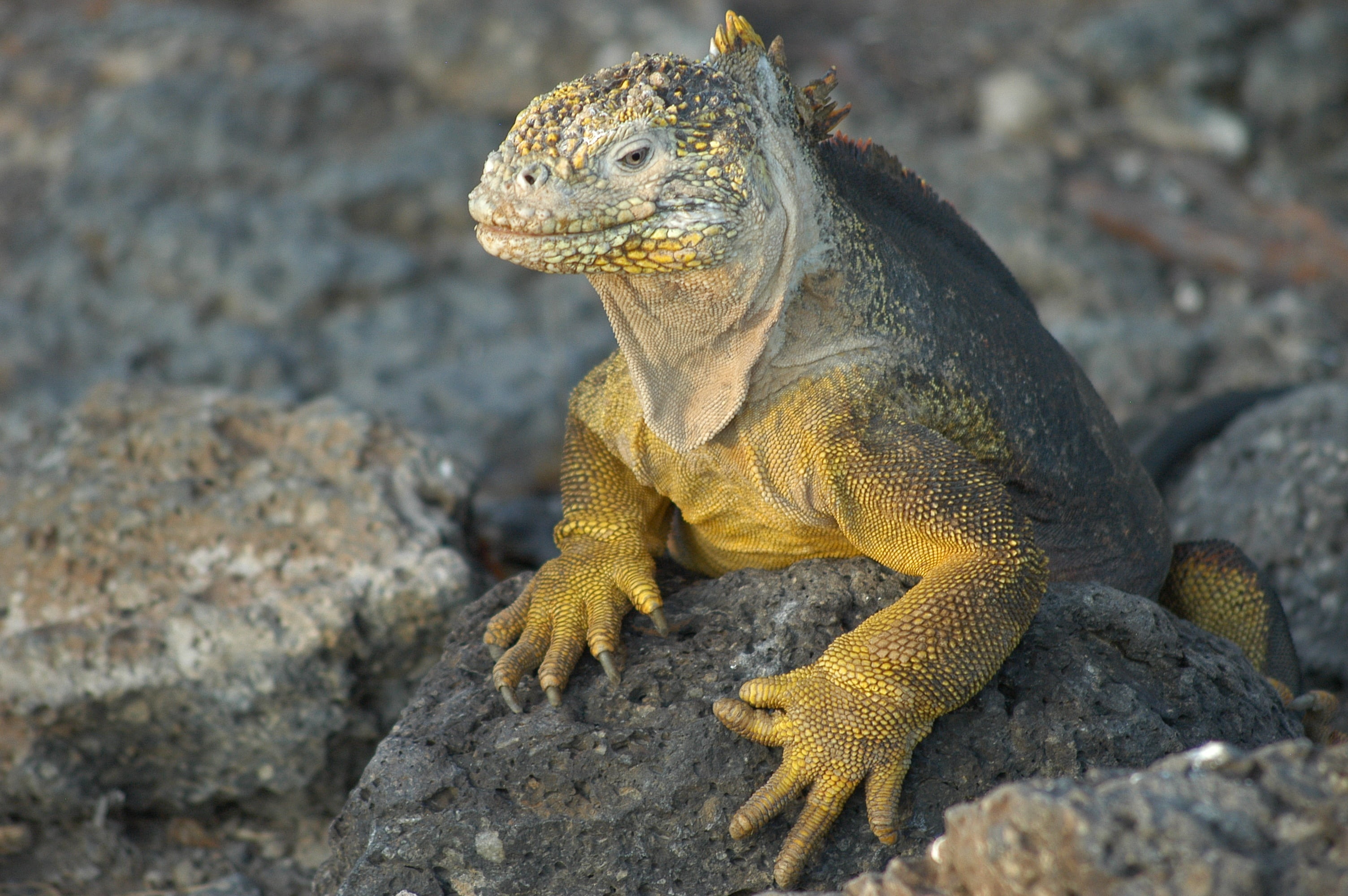 iguana, alertness, solid, day, view, one animal, ecuador, vertebrate, reptile, komodo, island, animals in the wild, no people, dragon, focus on foreground, HD Wallpaper