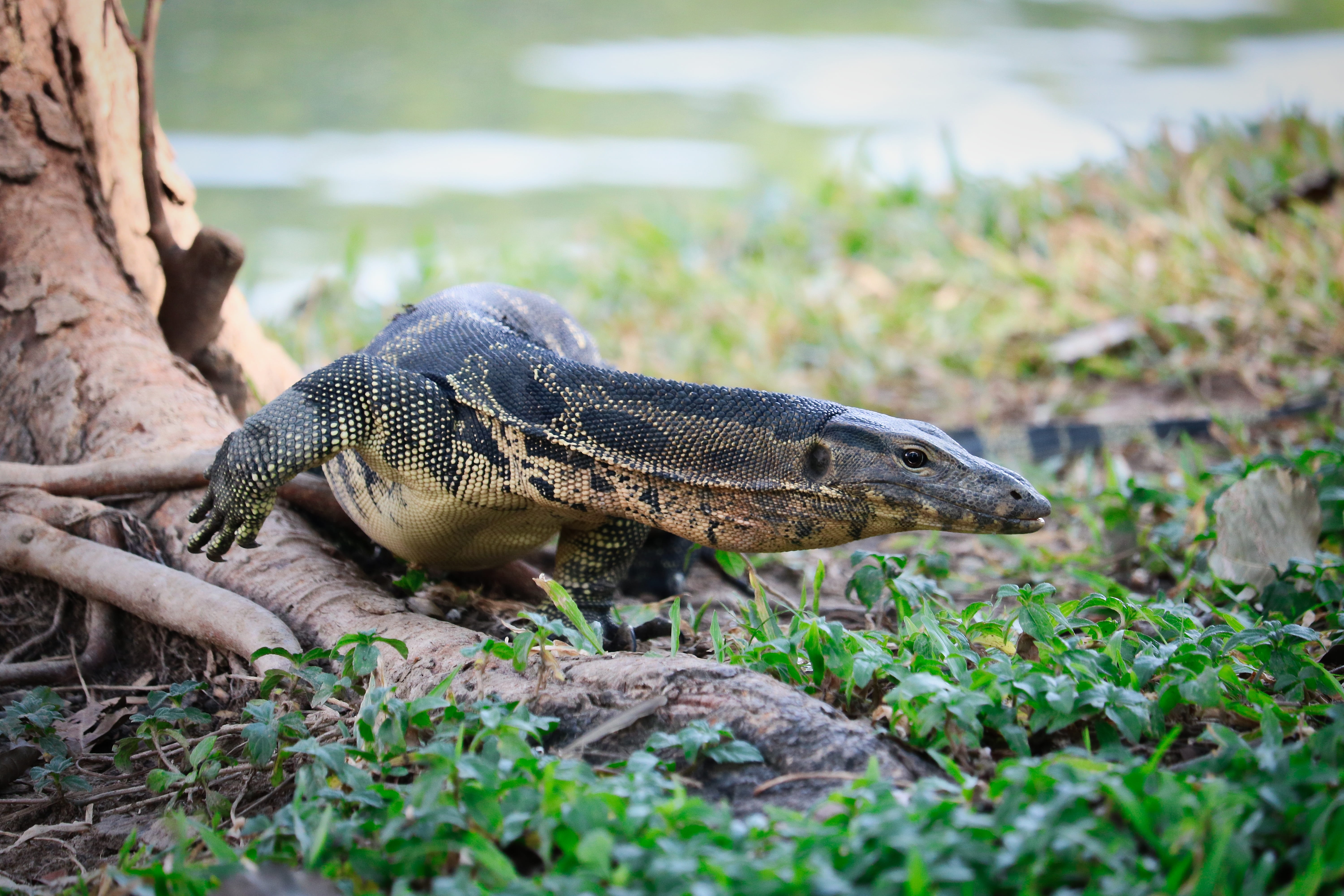 lizards, nature, dragon, wild, animal scale, plant, head, land, close-up, tropical, animal themes, dangerous, animal world, reptile, vertebrate, selective focus, HD Wallpaper