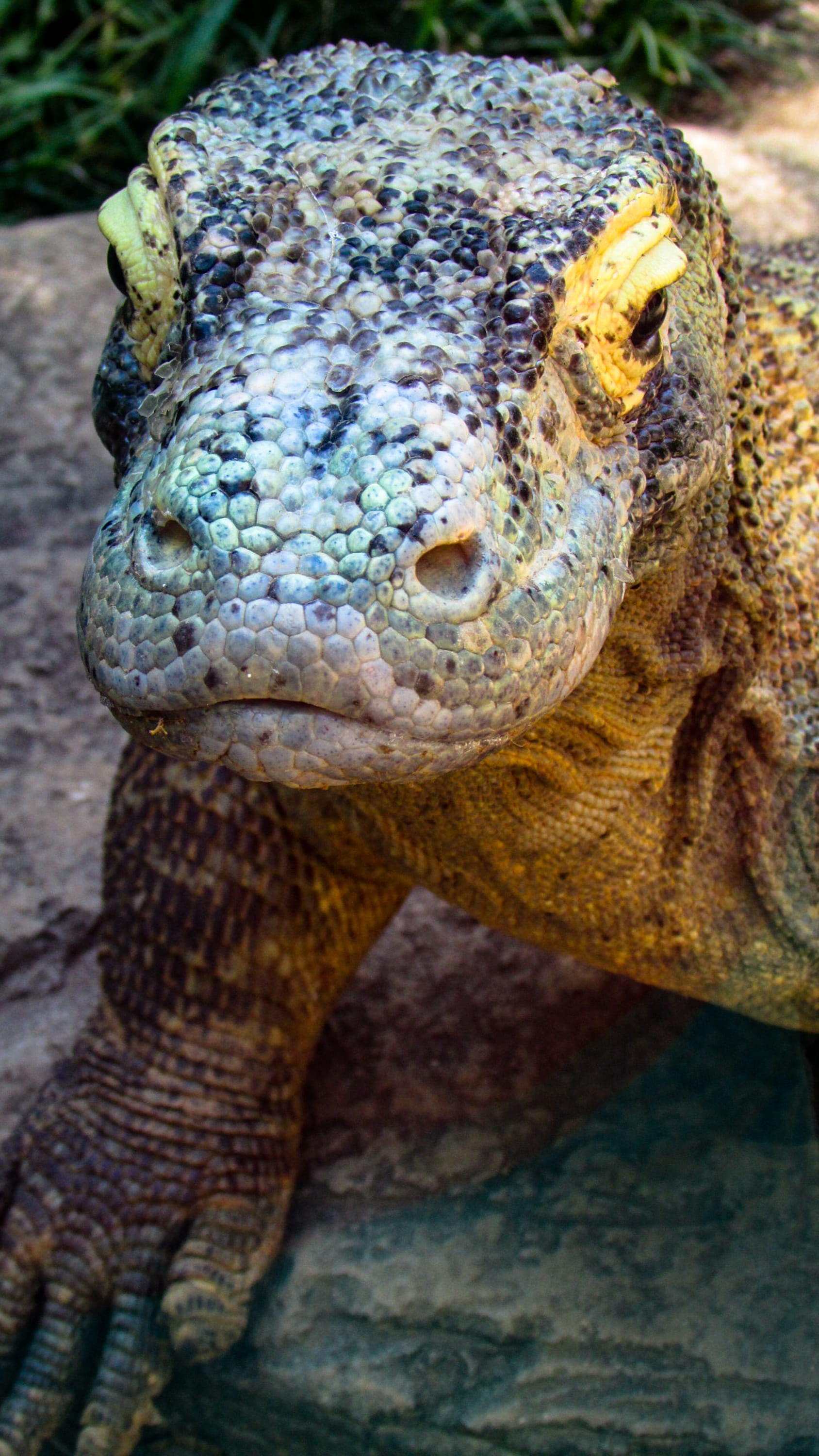 komodo dragon, no people, outdoors, animal head, focus on foreground, animal, usa, mouth open, reptile, animal themes, komodo, 2K, water, lizard, animal body part, Phone HD Wallpaper