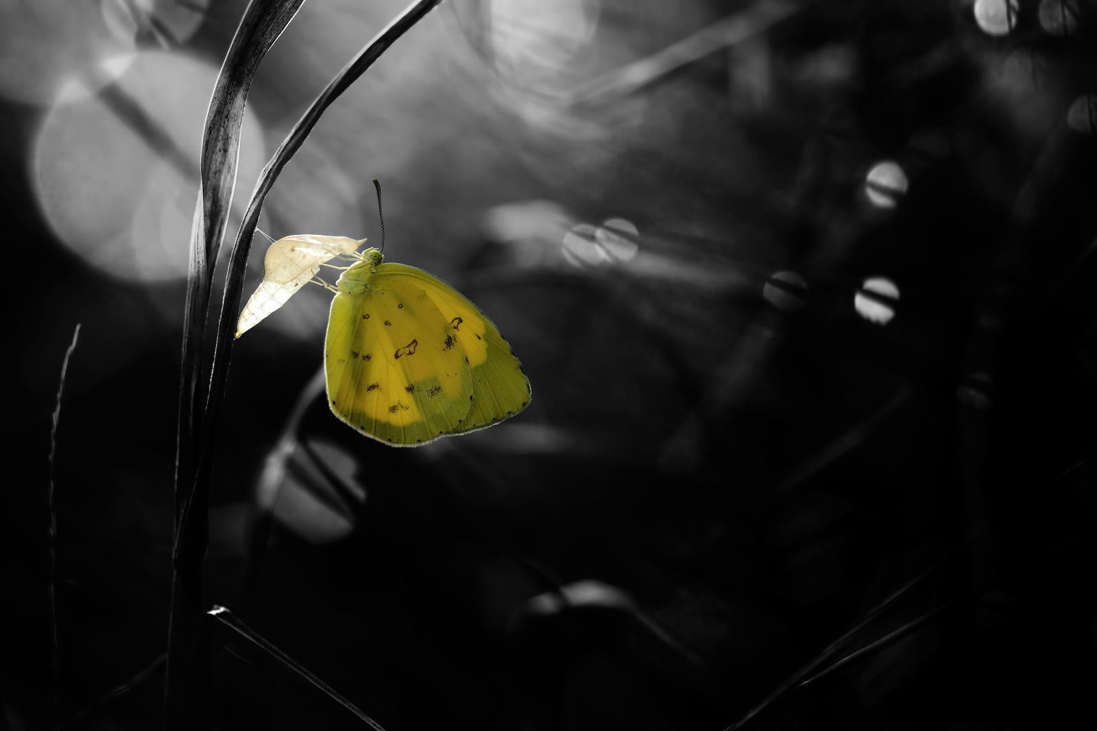 yellow, leaf, invertebrate, beauty in nature, butterfly - insect, focus on foreground, animal wildlife, animals in the wild, no people, plant part, growth, HD Wallpaper
