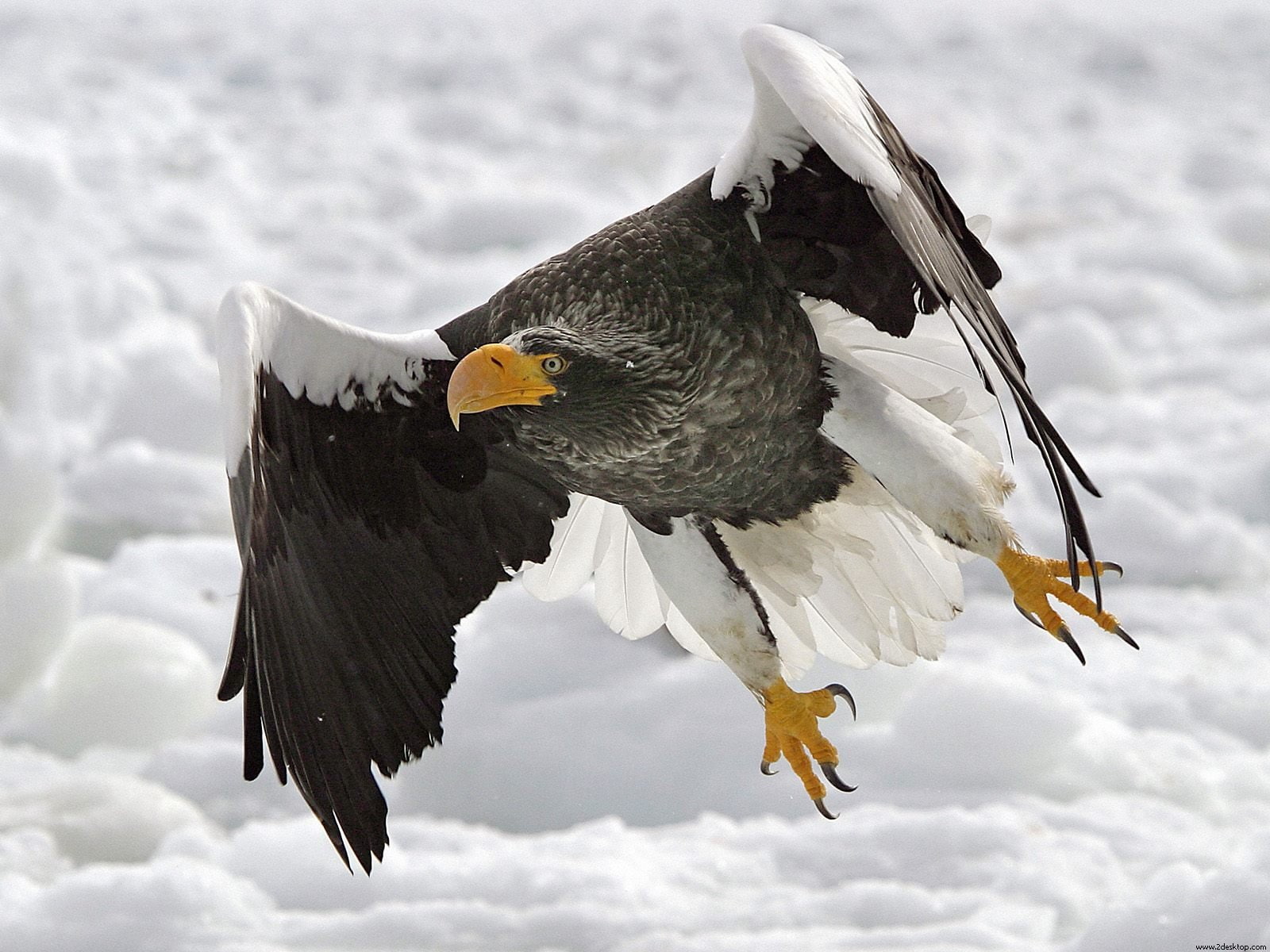 720P, stellers, sea, eagle, HD Wallpaper