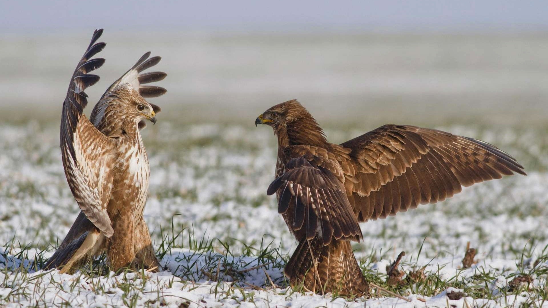 Birds, Dance, Wings, 1080P, Hawk, HD Wallpaper