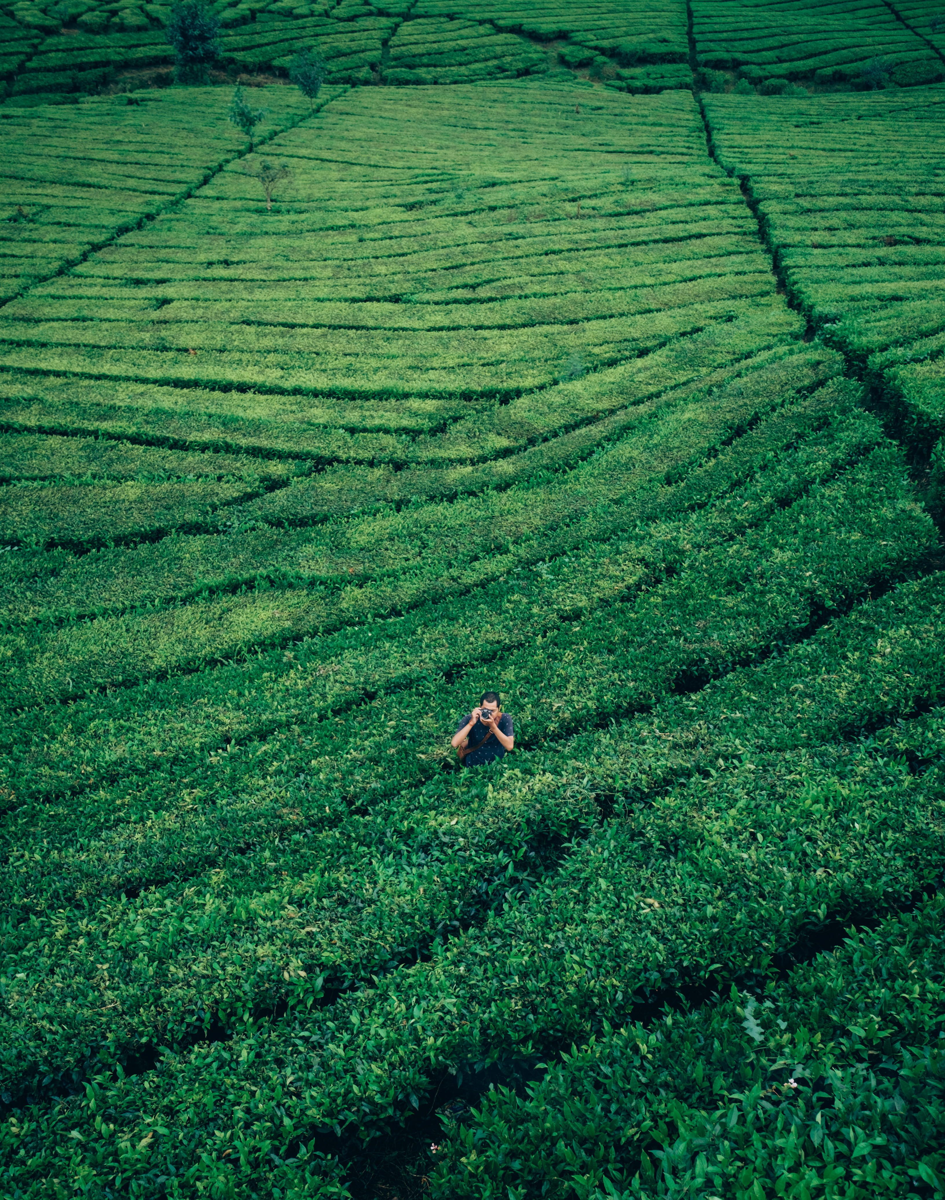 person, crop, green, plant, scenics - nature, tranquil scene, ciwidey, front, land, tea, indonesium, hedge, environment, beauty in nature, outdoors, holding, Phone HD Wallpaper