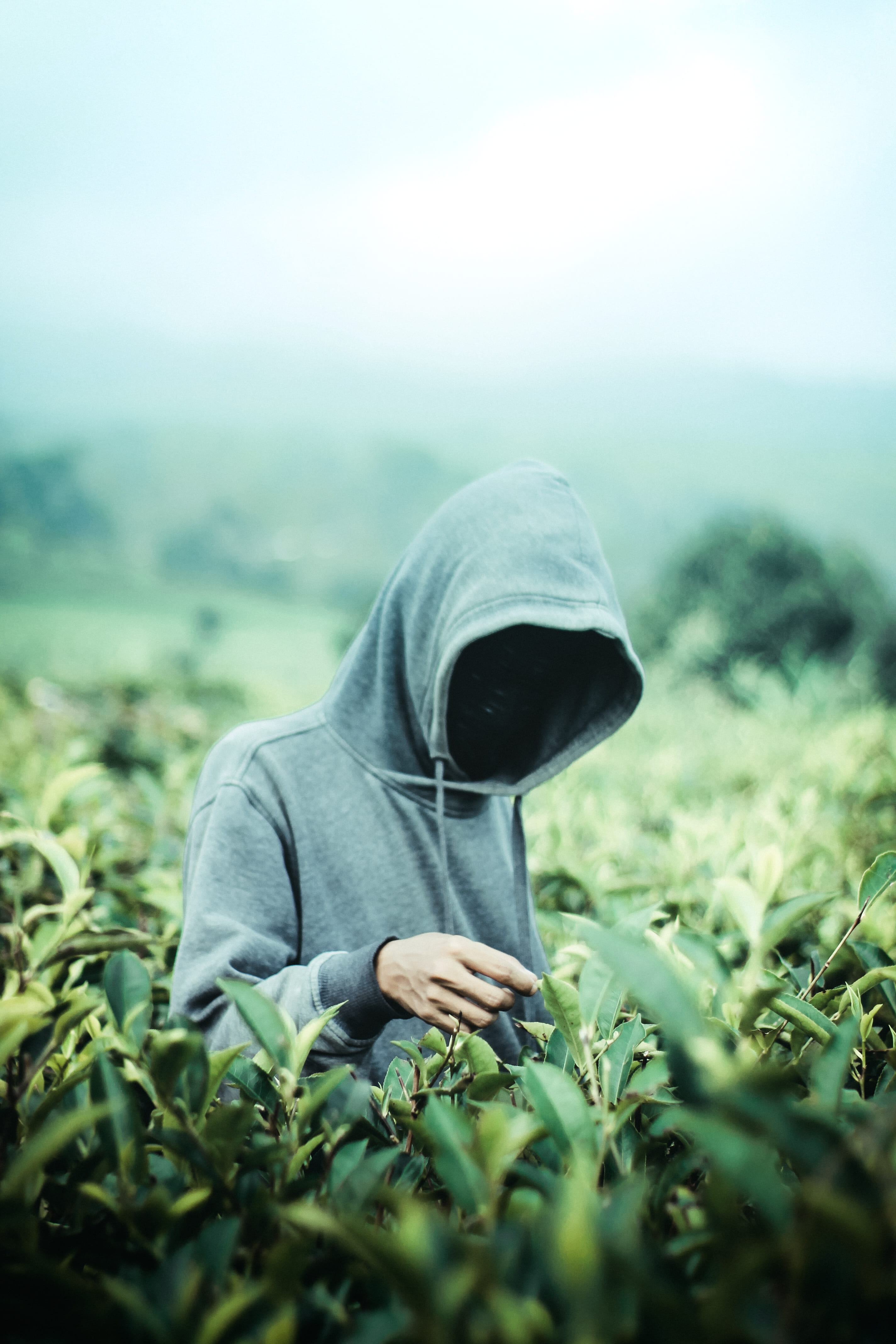 one person, plant, casual clothing, day, hiding, selective focus, nature, men, field, indonesia, lembang, bandung, hood, clothing, land, unrecognizable person, Phone HD Wallpaper