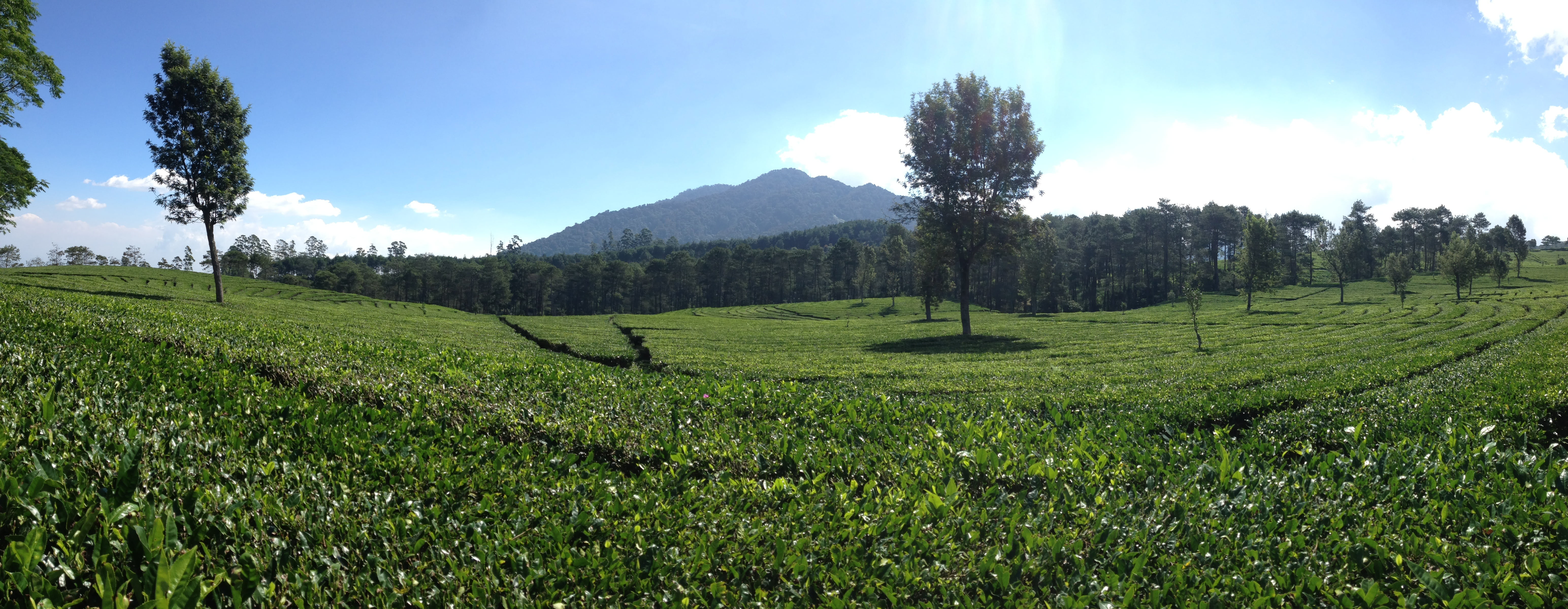 plant, mountain, beauty in nature, tranquility, tree, outdoors, summer, 5K, nature, green Color, bandung, panoramic tea plantation, landscape, rural Scene, HD Wallpaper