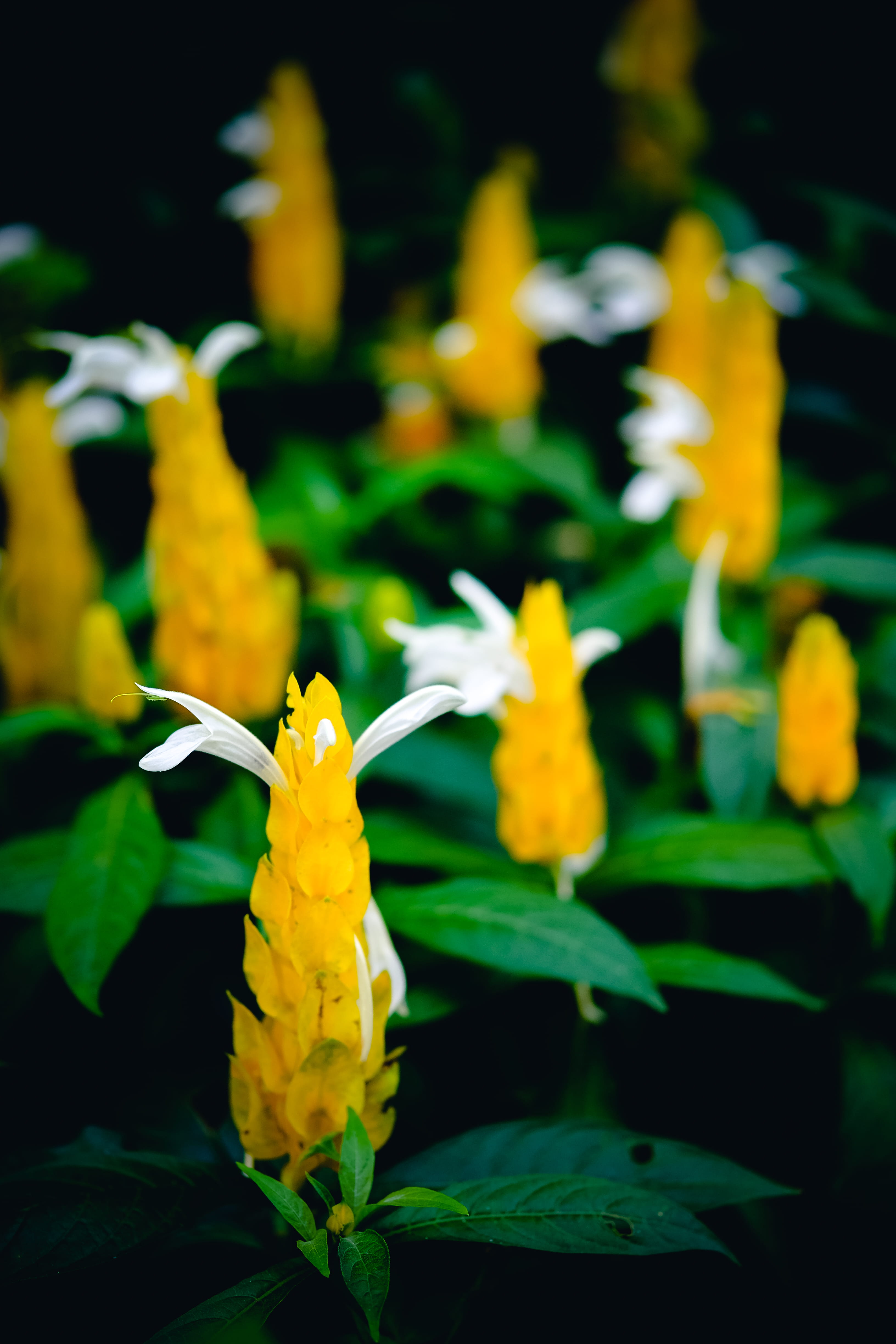 flowers, leaf, petal, plant, growth, inflorescence, beauty in nature, park, indonesia, tree, yellow, nature, close-up, plant part, flower, no people, fragility, Phone HD Wallpaper