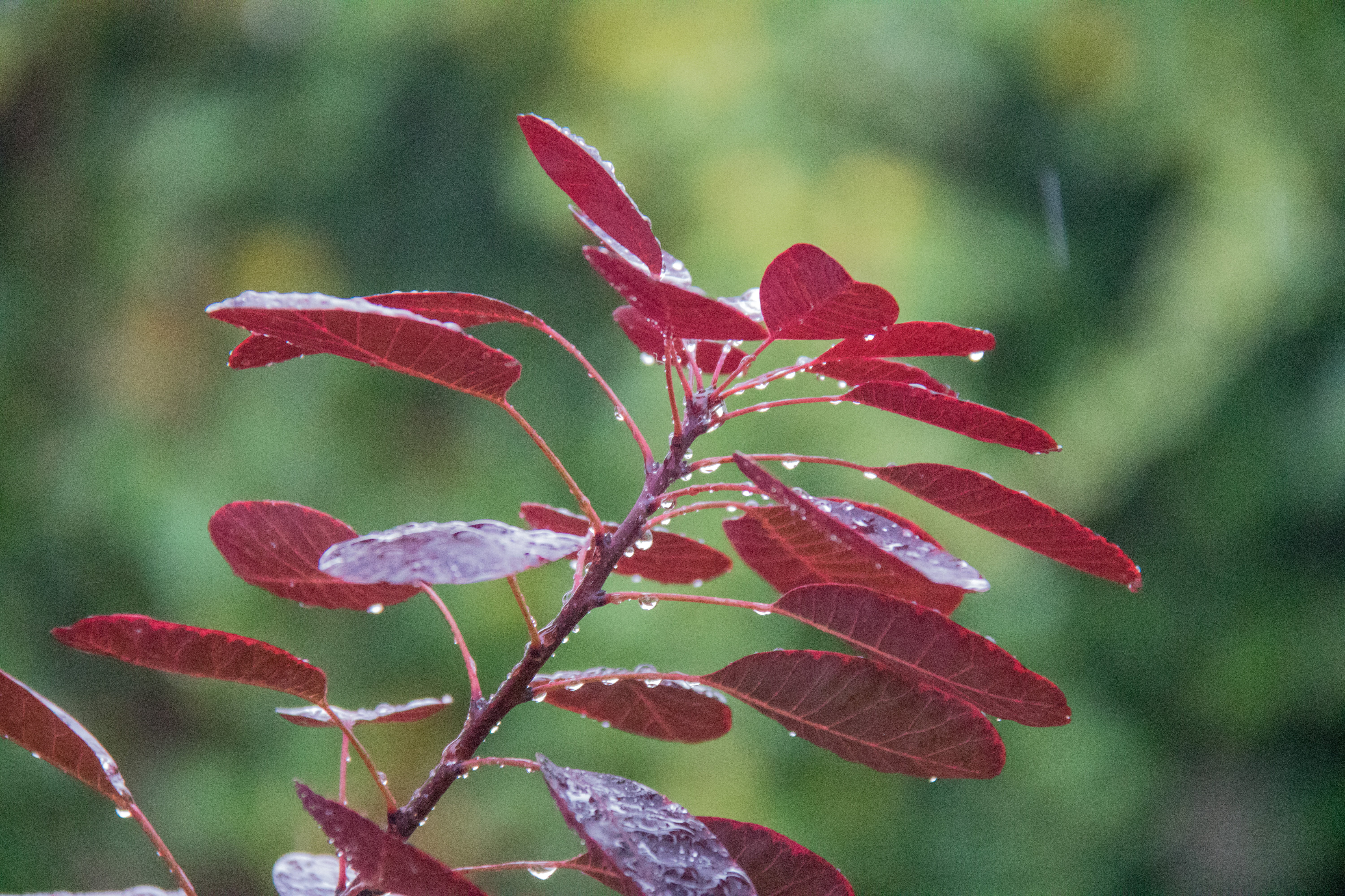 model, lens, photography, nature, canon eos, focus, state, canon, tree, season, s18, close-up, 760d, selective focus, branch, red, camera, city, höst, regn, HD Wallpaper