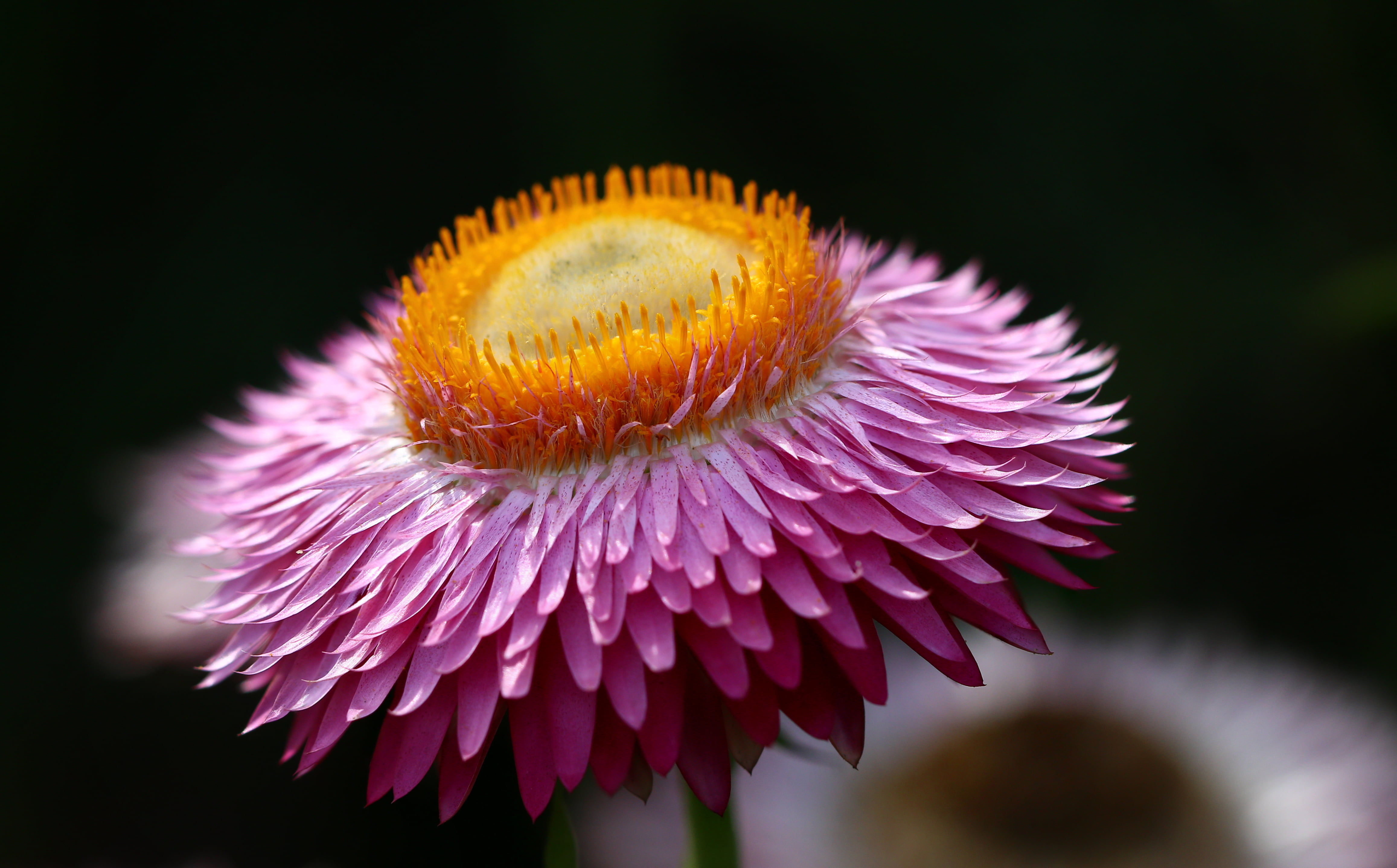 USM, plant, close-up, beautiful  image, canon  eos, f/2, Beauty, flowers, flora, pink, petal, 4K, nature, Colors, petaled, flickr, photo, light, Flower, HD Wallpaper