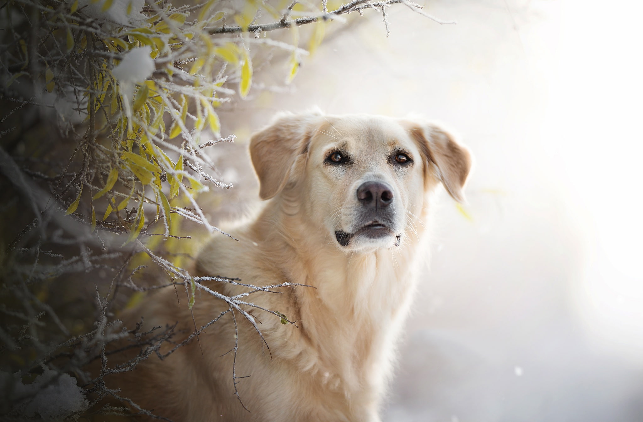 frost, Golden Retriever, dog, branches, background, face, look, 1080P, HD Wallpaper