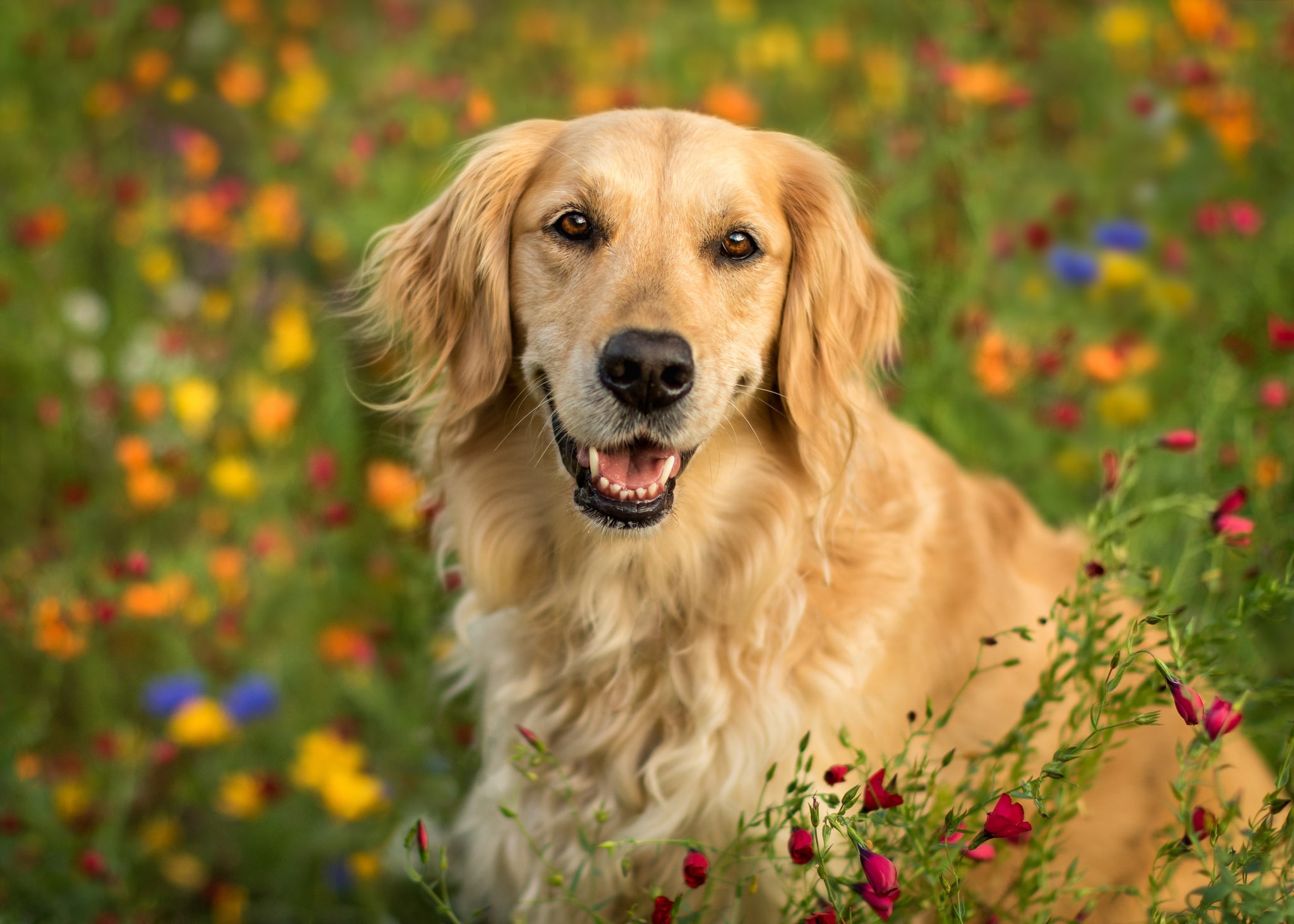face, 1080P, portrait, look, flowers, bokeh, Golden Retriever, dog, HD Wallpaper