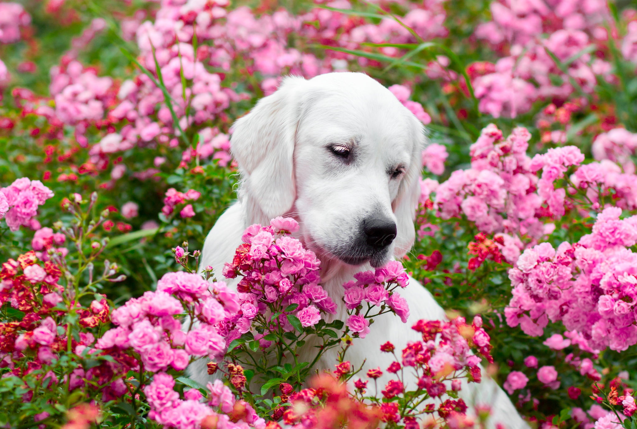 1080P, flowers, face, dog, roses, Golden Retriever, HD Wallpaper