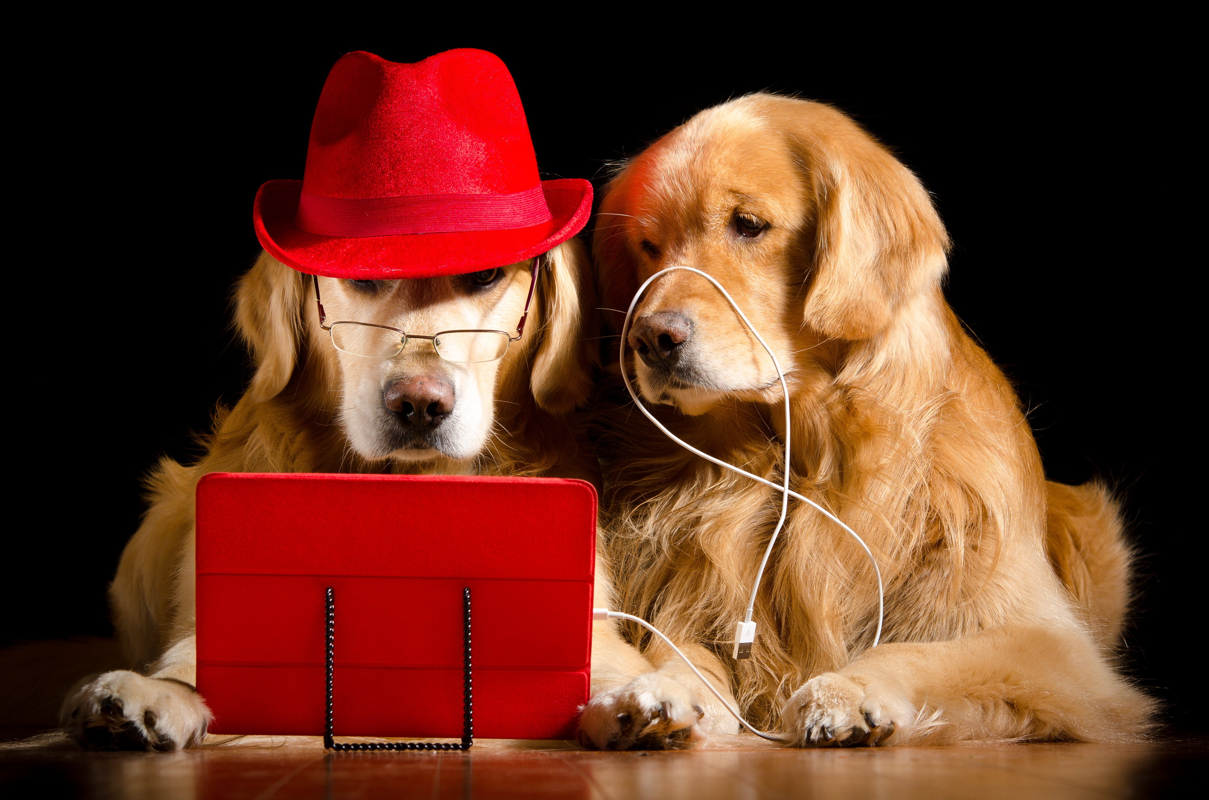 canine, indoors, celebration, vertebrate, red, small, domestic, domestic animals, pets, black background, hat, purebred dog, clothing, Retriever, golden retriever, HD Wallpaper