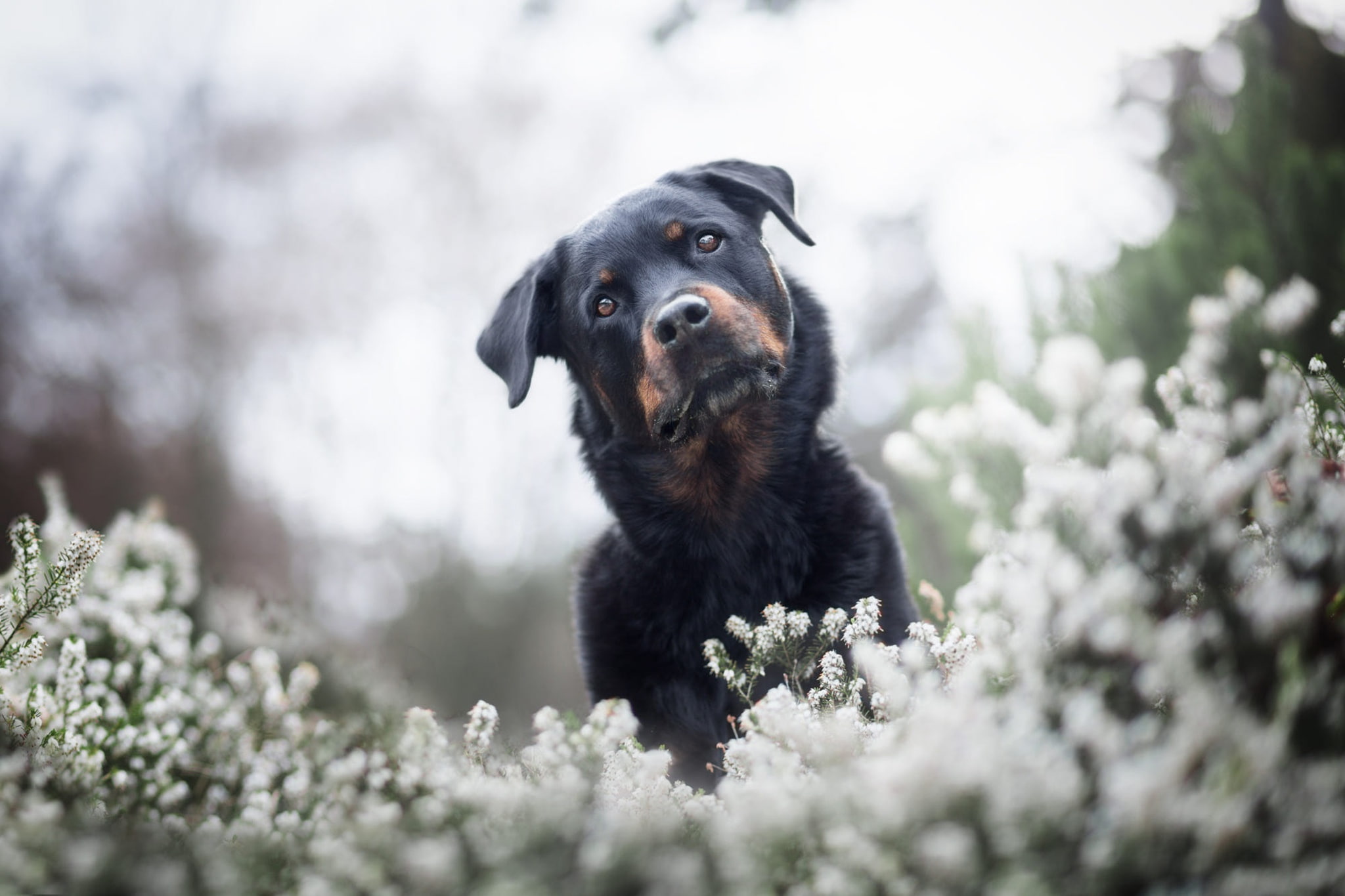 nature, spring, background, Rottweiler, Park, bokeh, black, summer, pose, white, light, blurred, portrait, glade, flowers, look, light background, 1080P, HD Wallpaper