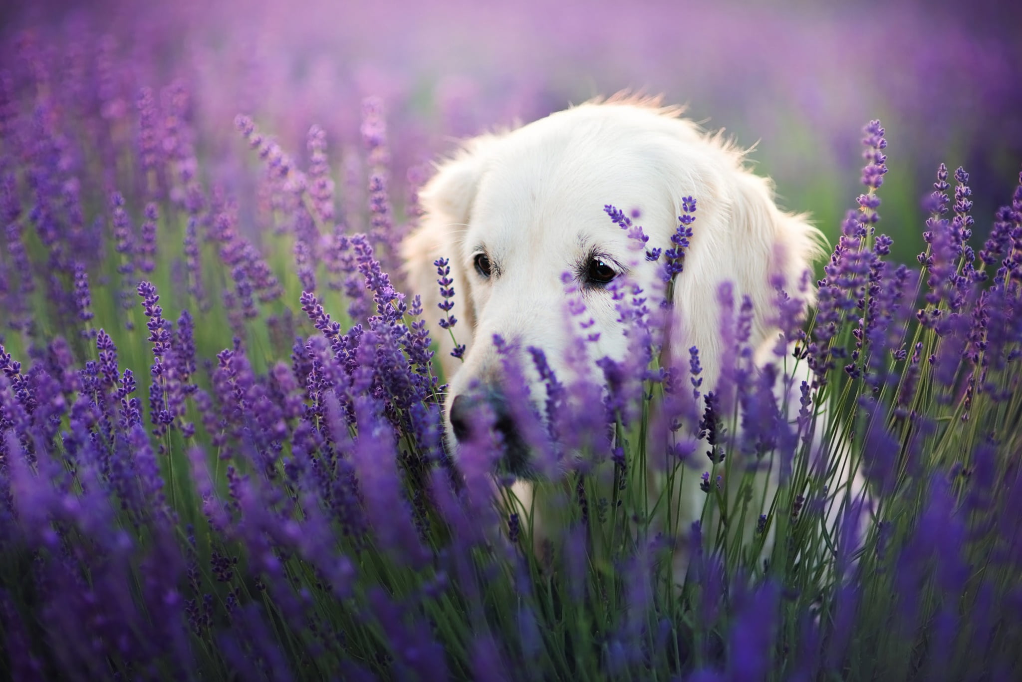 Retriever, beauty, white, dog, 1080P, flowers, lavender field, portrait, face, lilac background, field, language, look, Labrador, lavender, pose, sitting, HD Wallpaper
