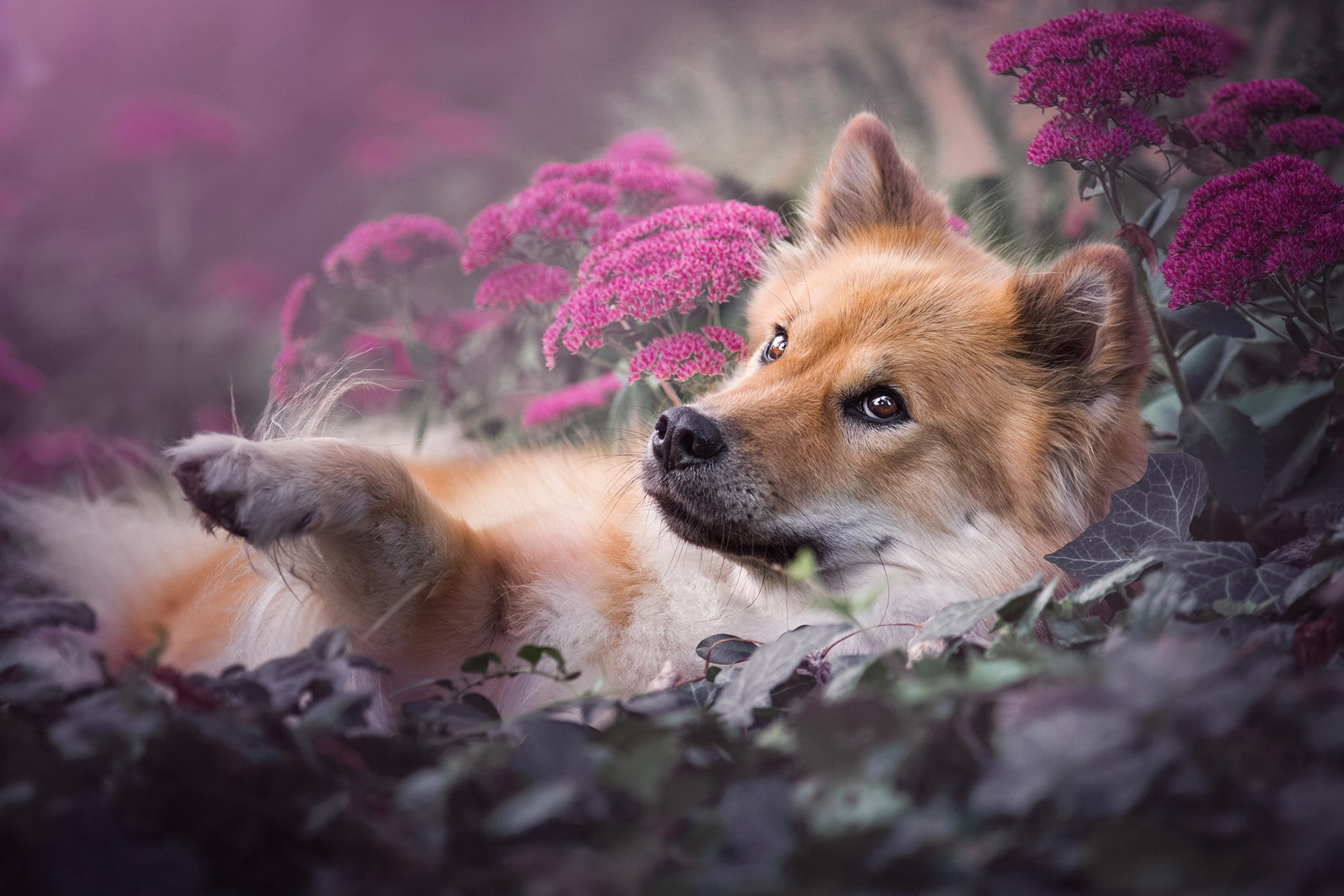 garden, leaves, pose, lies, face, looking up, flowers, pink, look, background, dog, portrait, the eurasier, 1080P, red, nature, stay, paw, HD Wallpaper